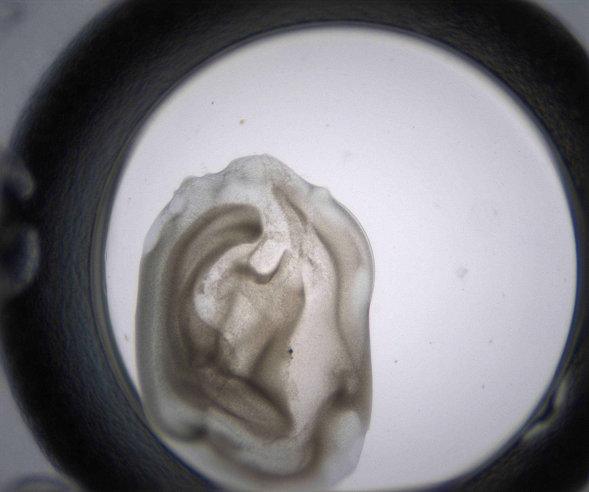 G10_HighResolution_Precipitate_1.jpg