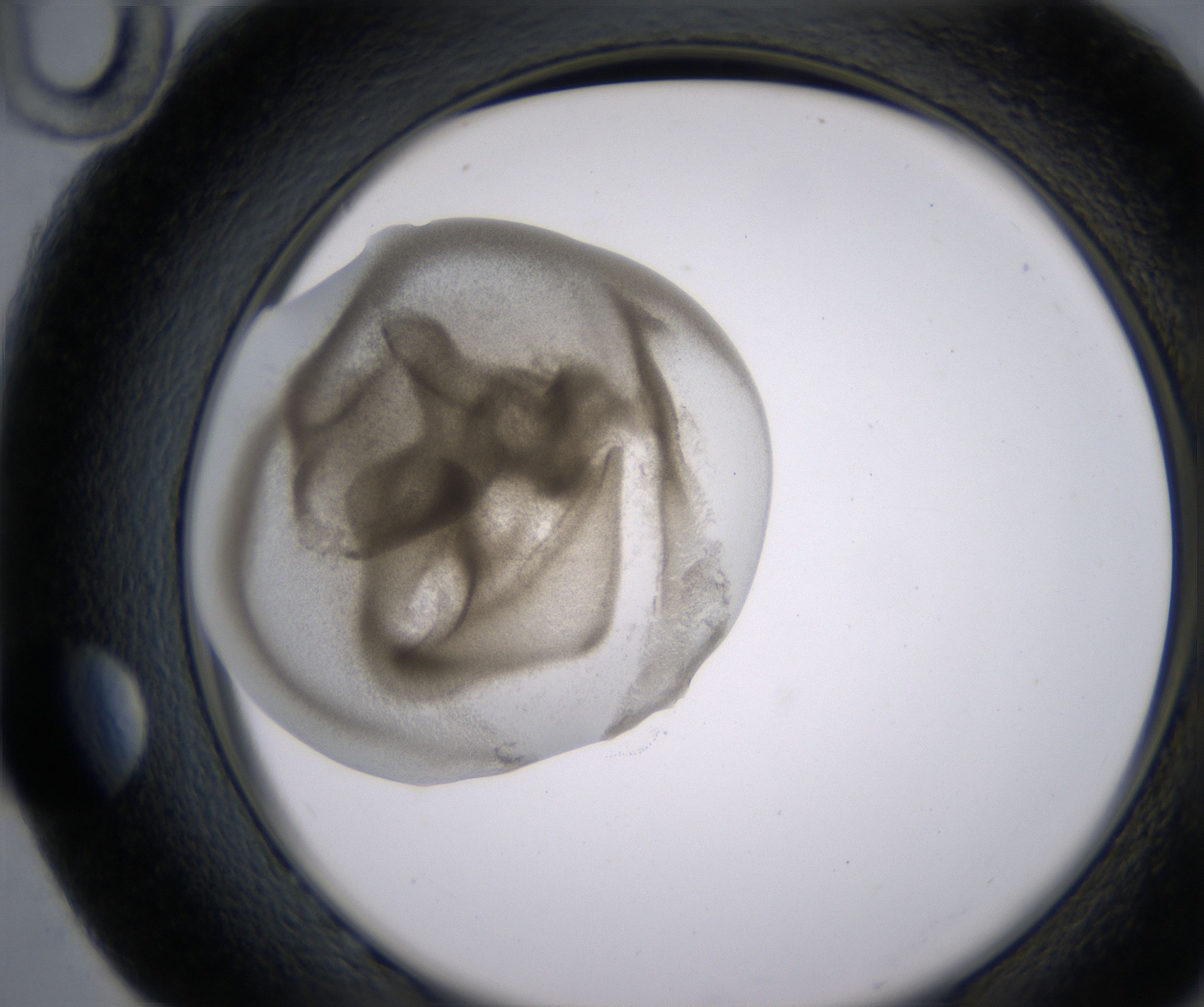 G10_HighResolution_Precipitate_2.jpg