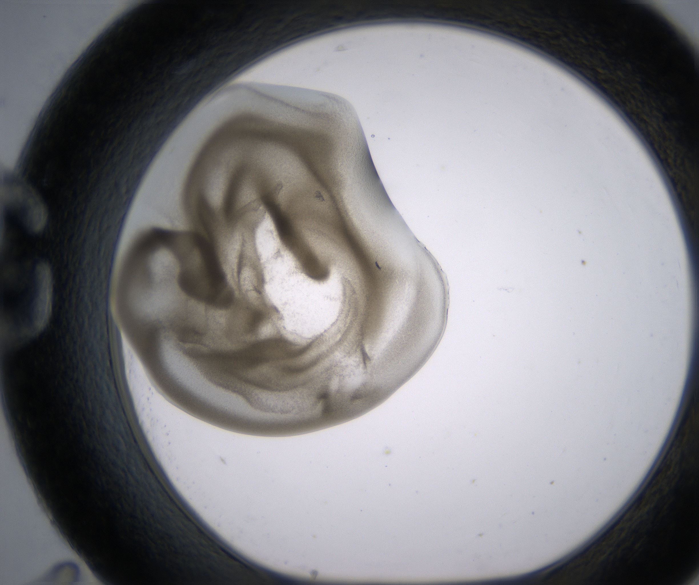 G11_HighResolution_Precipitate_1.jpg