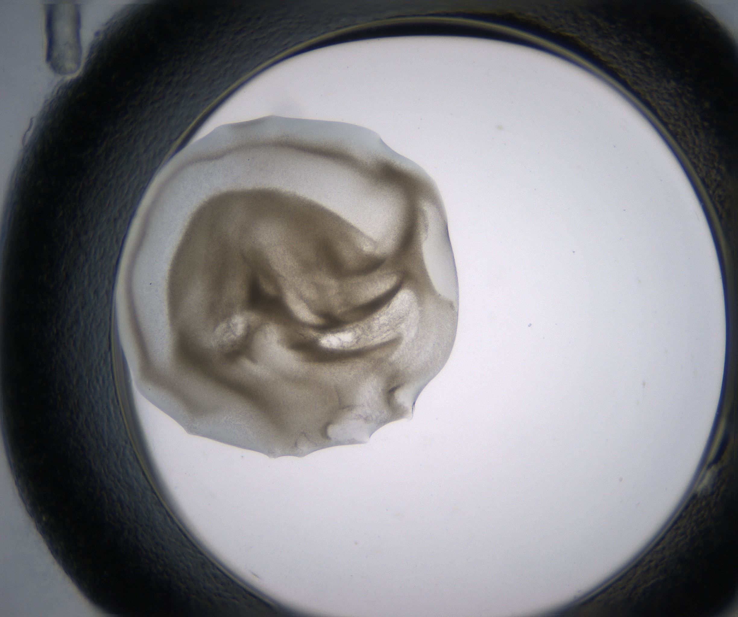 G11_HighResolution_Precipitate_2.jpg