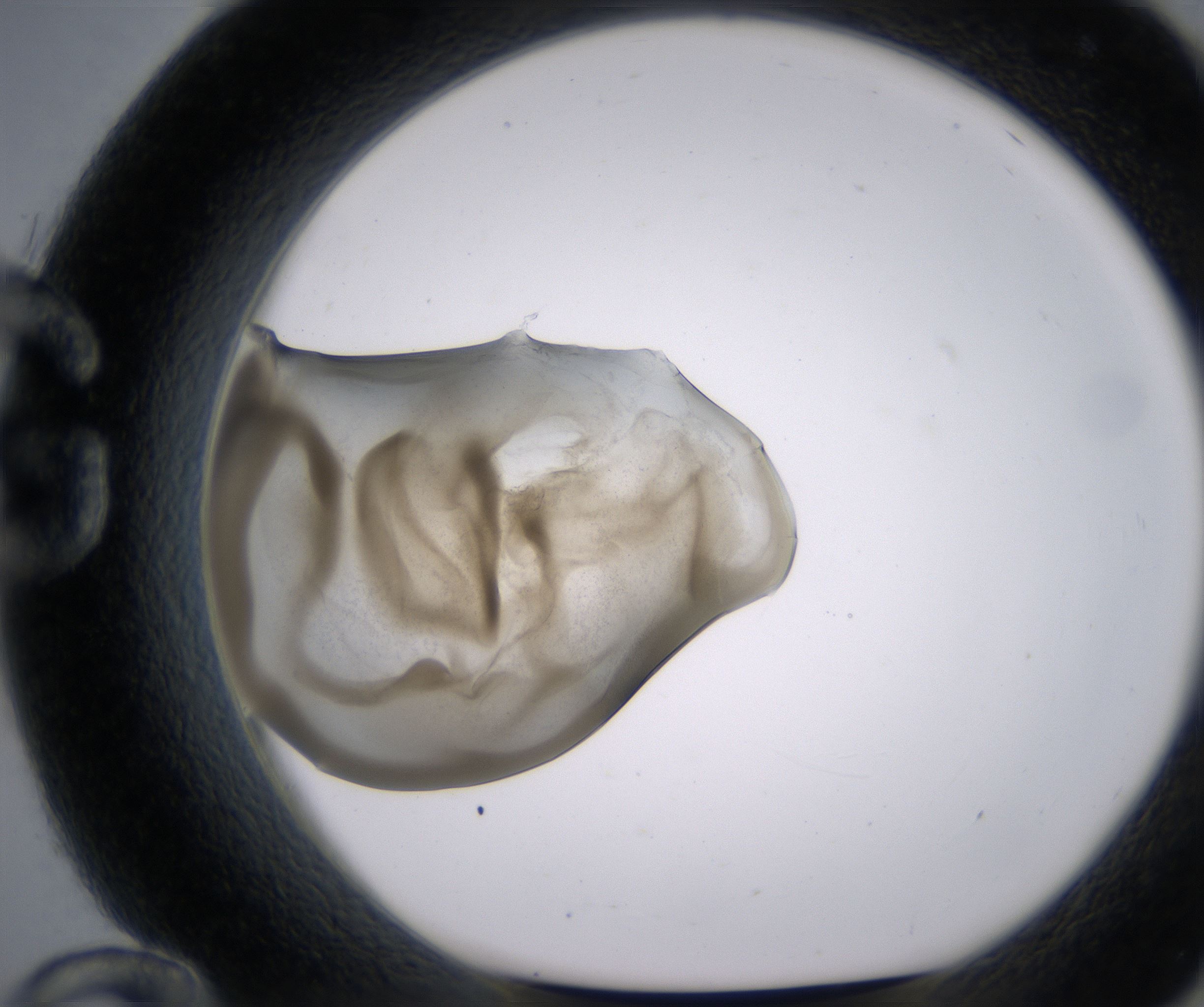 G12_HighResolution_Precipitate_1.jpg