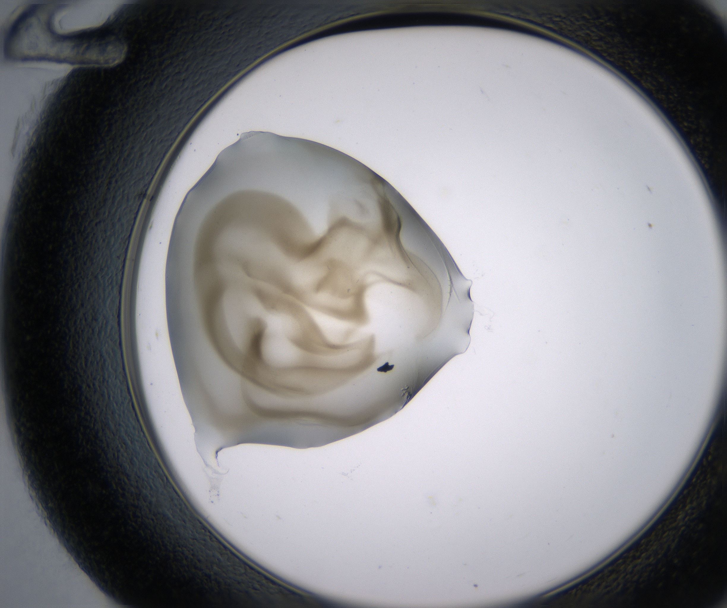 G12_HighResolution_Precipitate_2.jpg