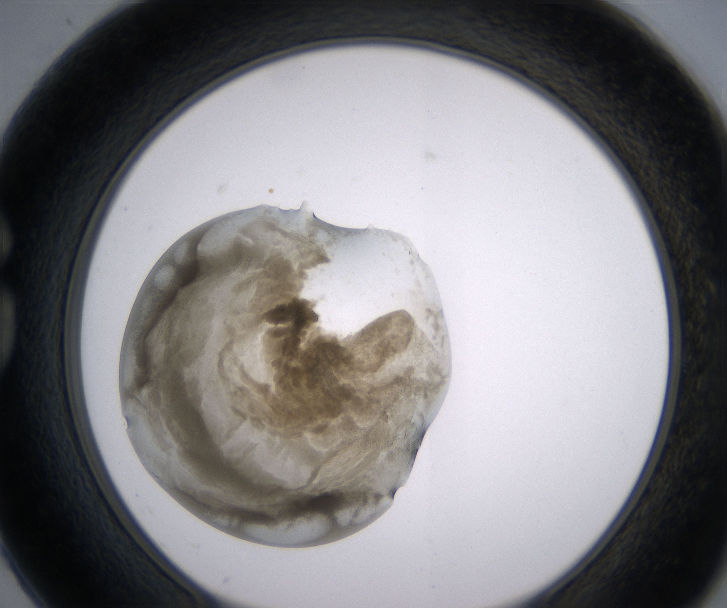 G2_HighResolution_Precipitate_1.jpg