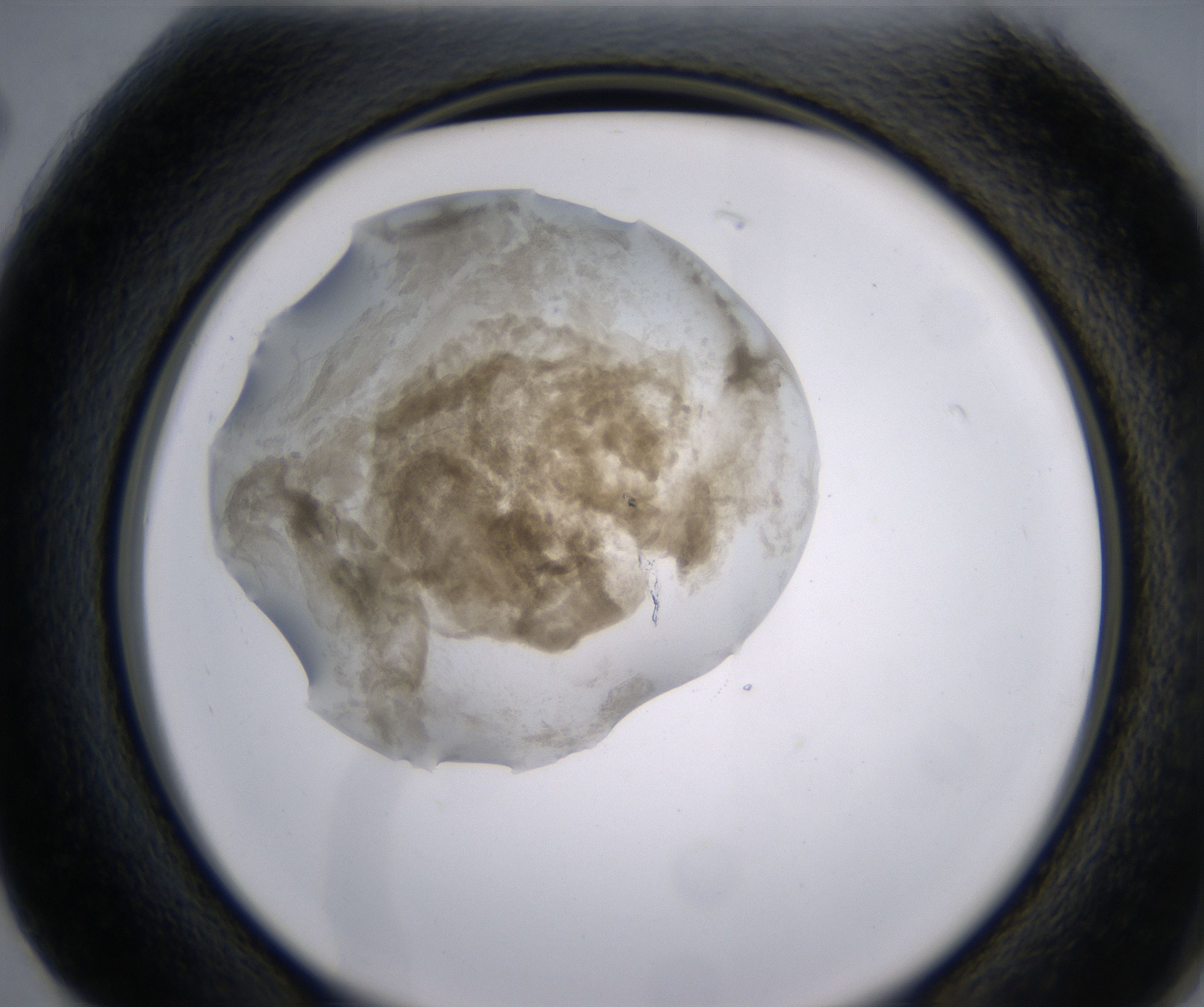 G2_HighResolution_Precipitate_2.jpg