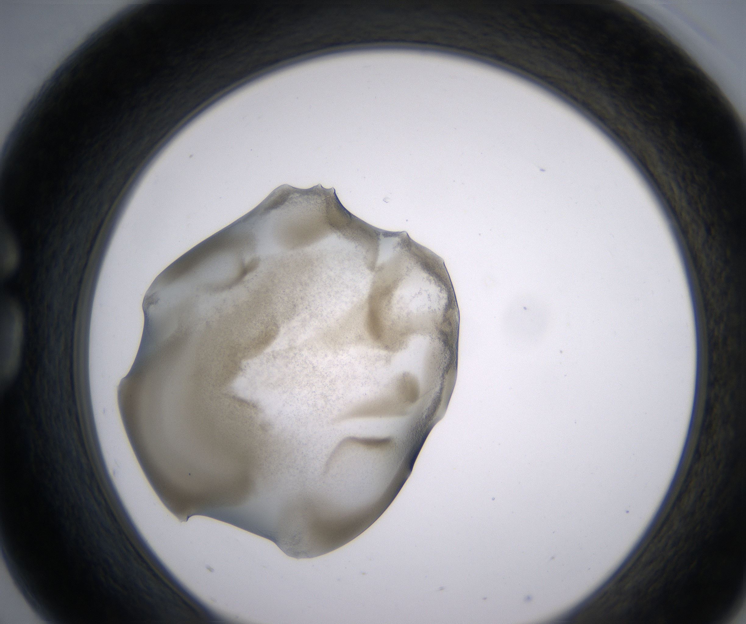 G3_HighResolution_Precipitate_1.jpg