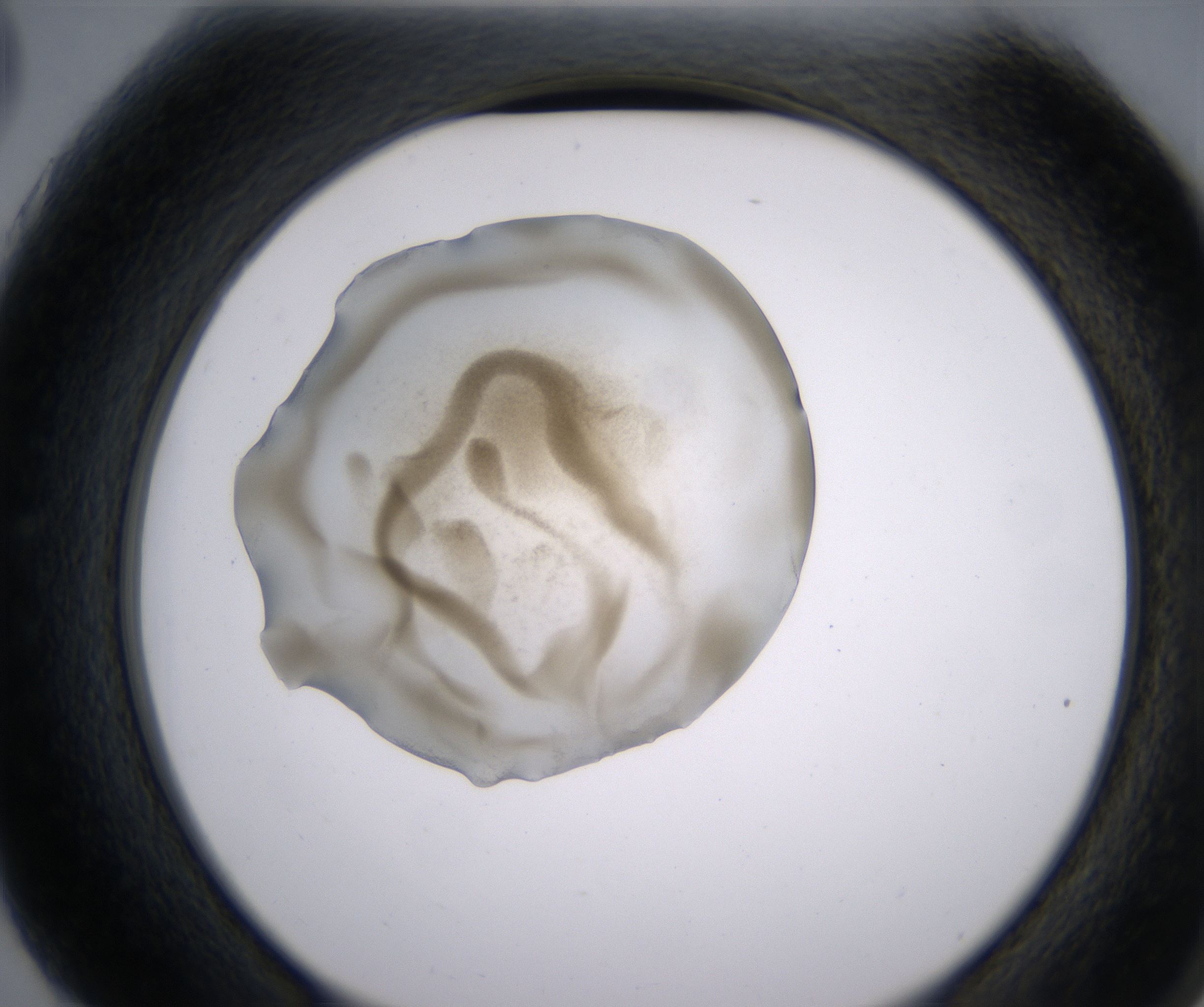 G3_HighResolution_Precipitate_2.jpg