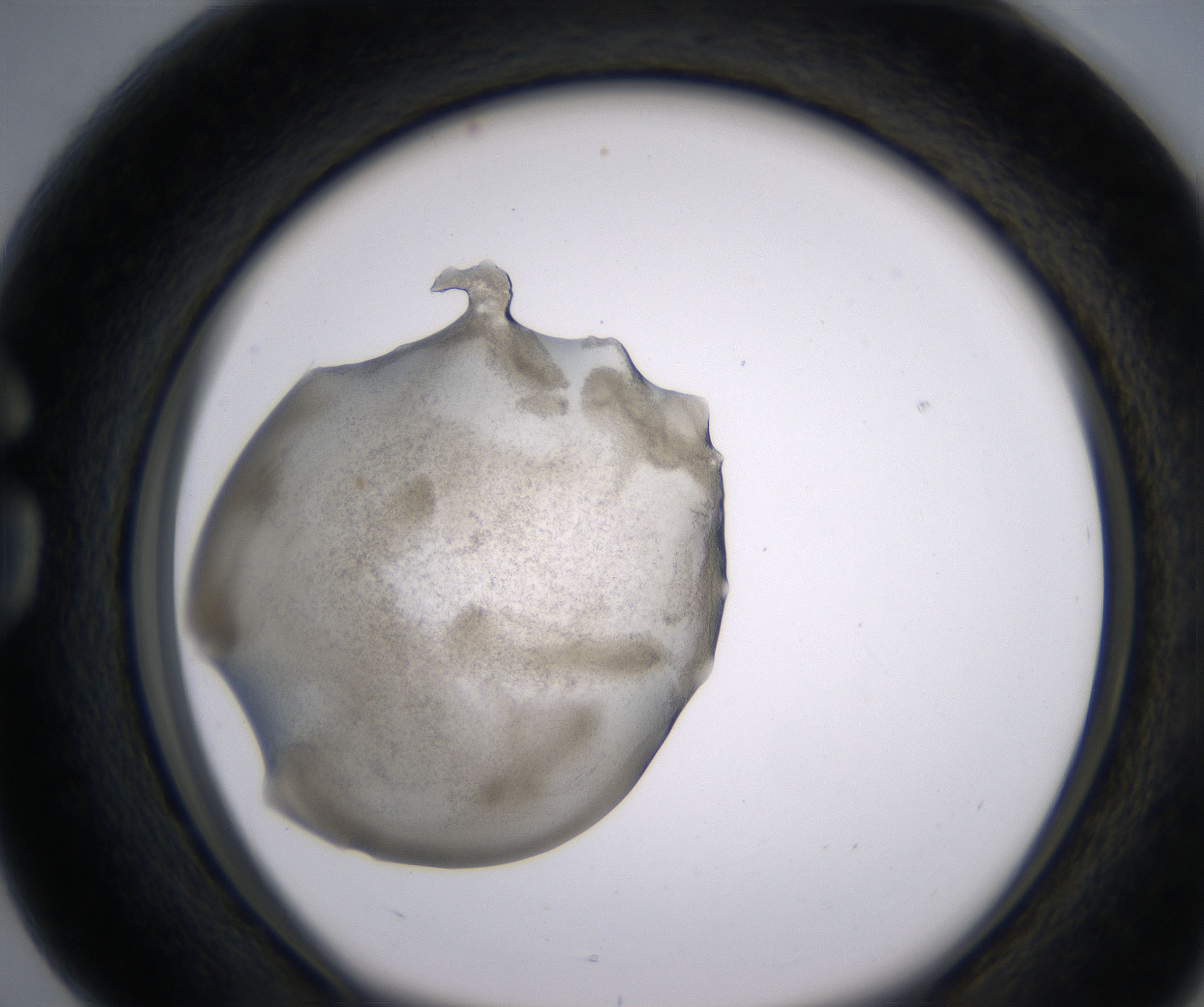 G4_HighResolution_Precipitate_1.jpg