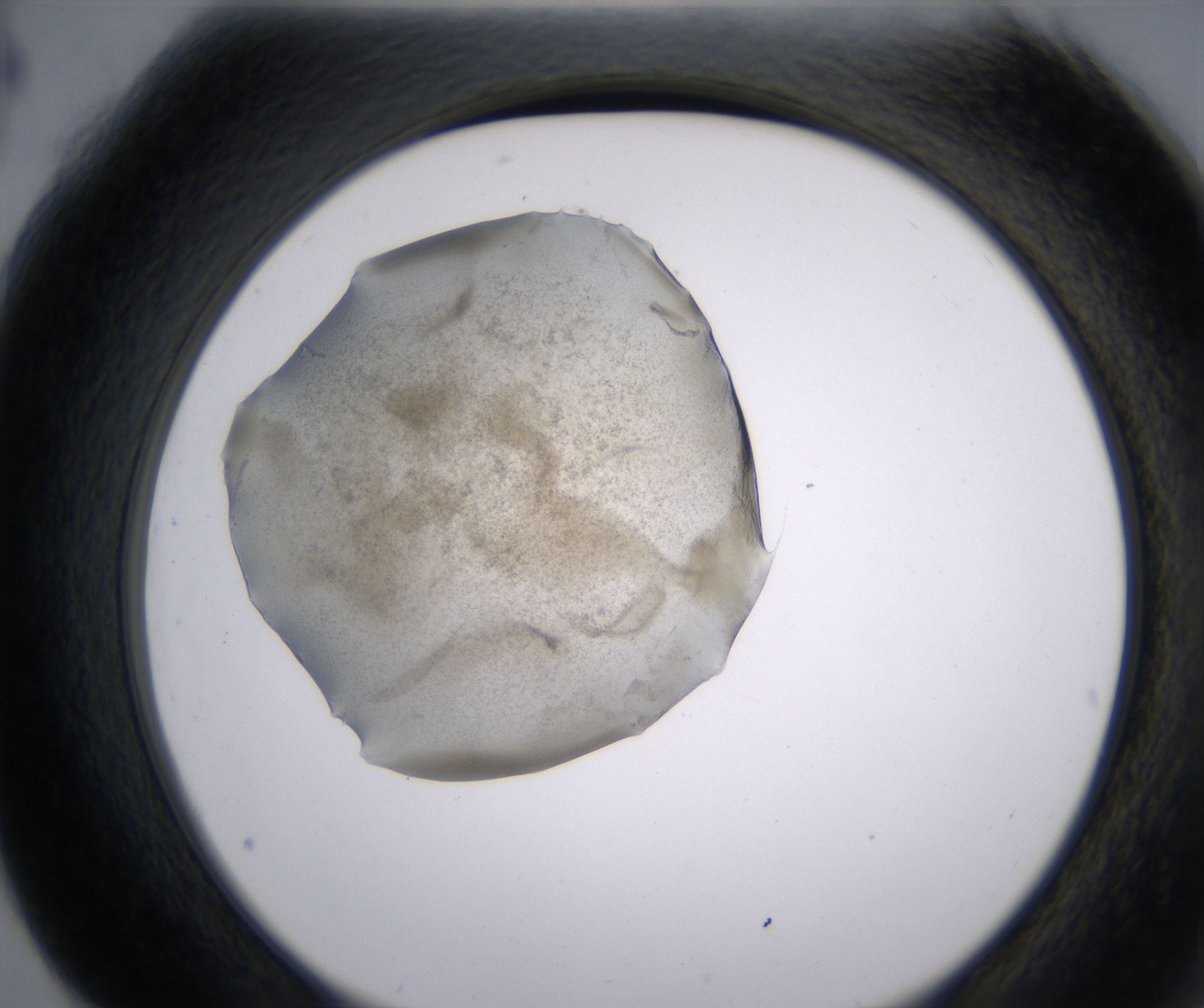 G4_HighResolution_Precipitate_2.jpg