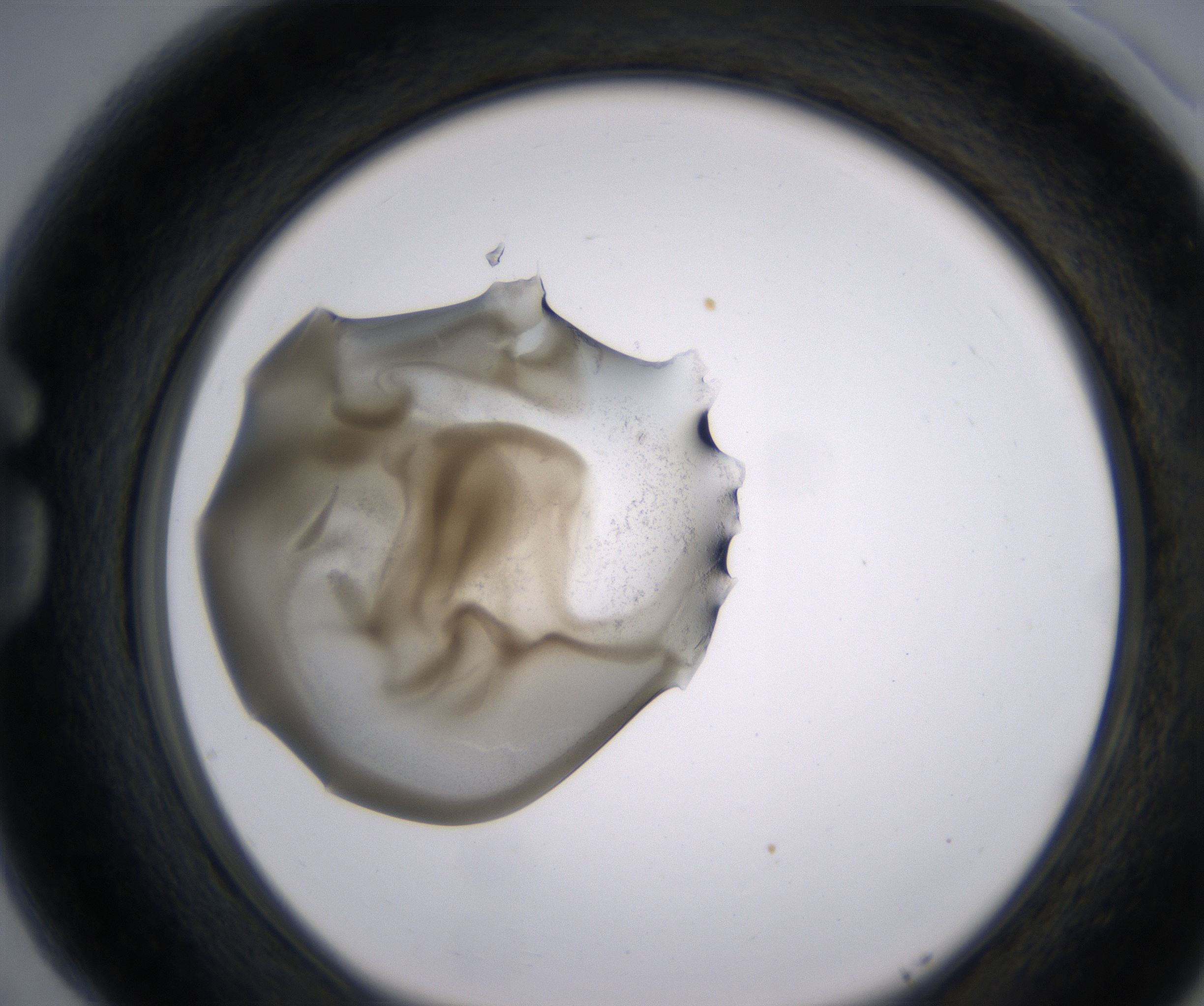 G5_HighResolution_Precipitate_1.jpg