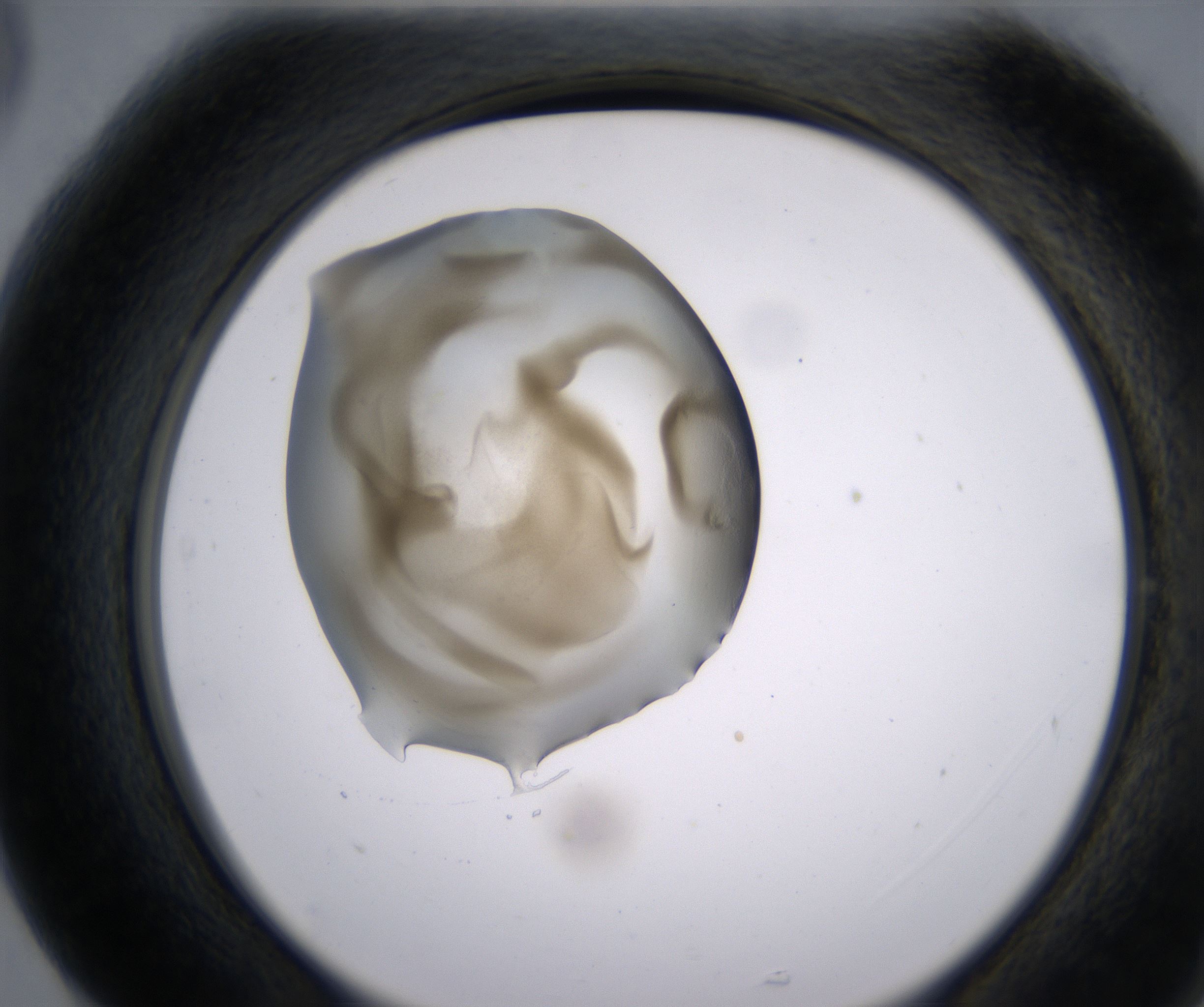 G5_HighResolution_Precipitate_2.jpg
