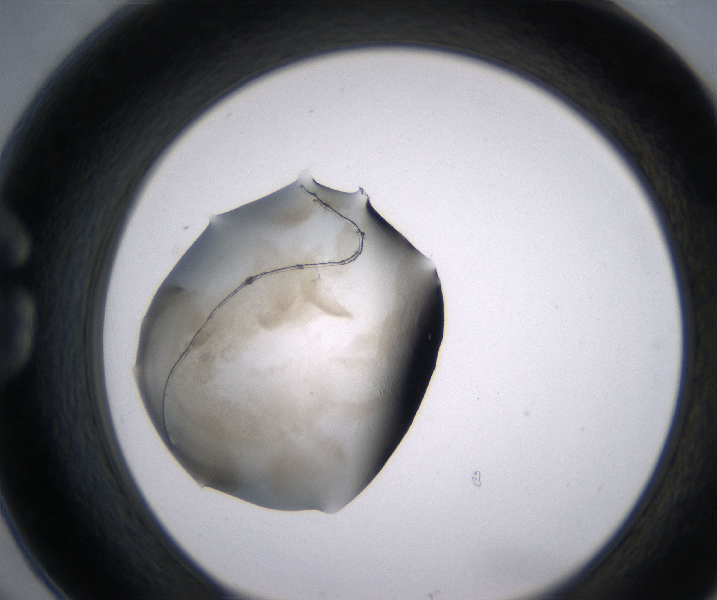 G6_HighResolution_Precipitate_1.jpg