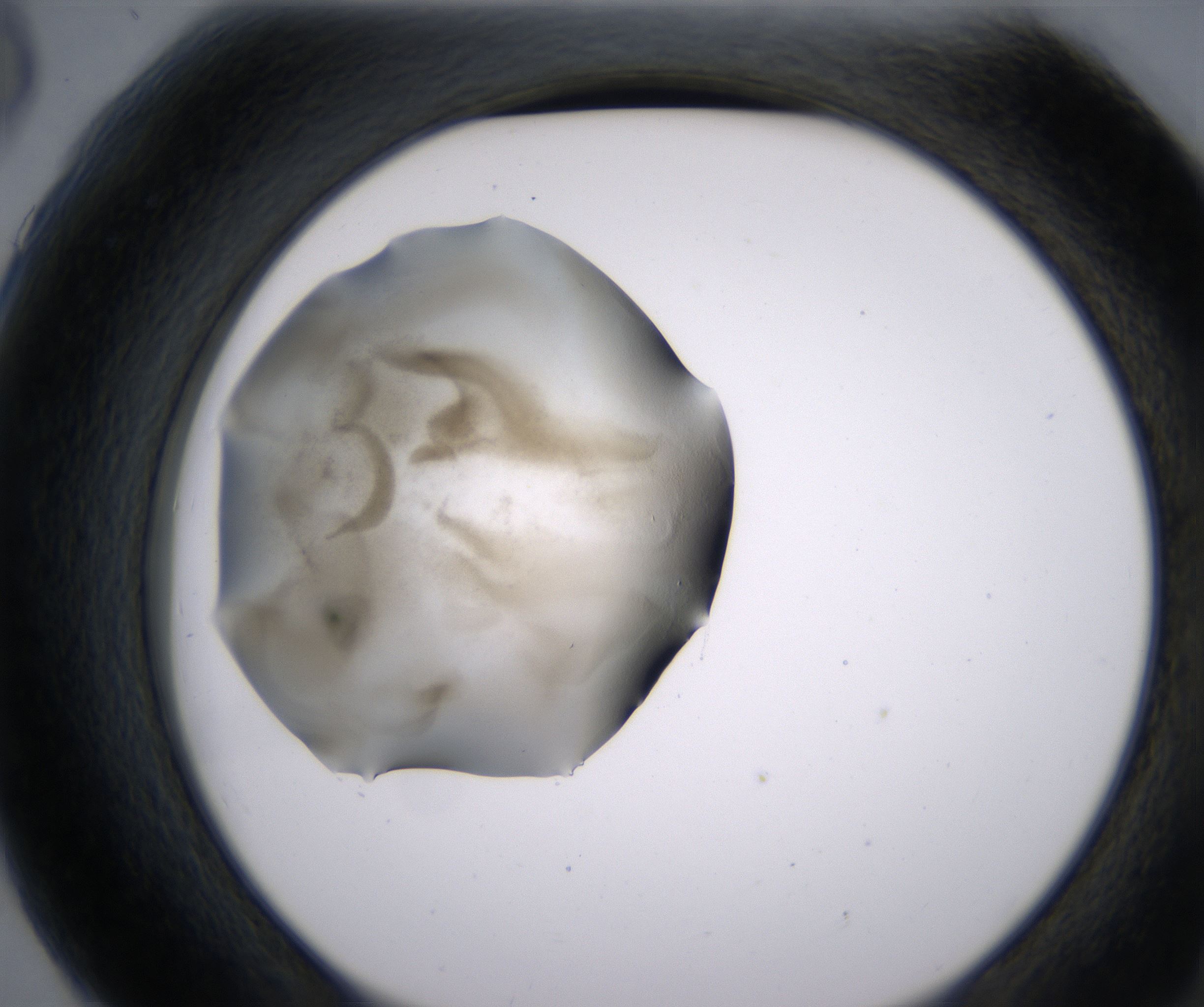 G6_HighResolution_Precipitate_2.jpg