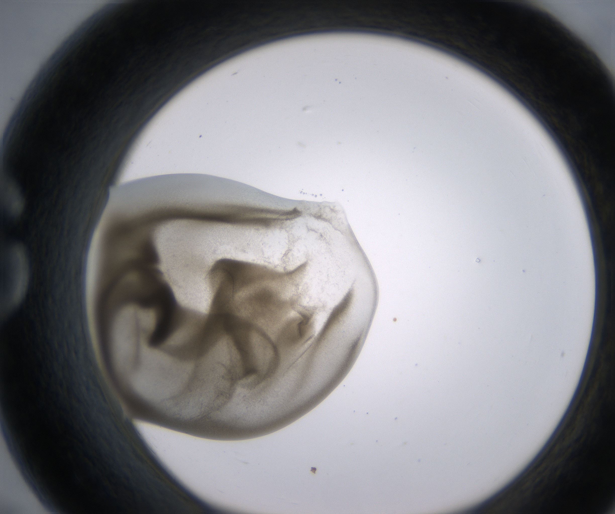 G7_HighResolution_Precipitate_1.jpg