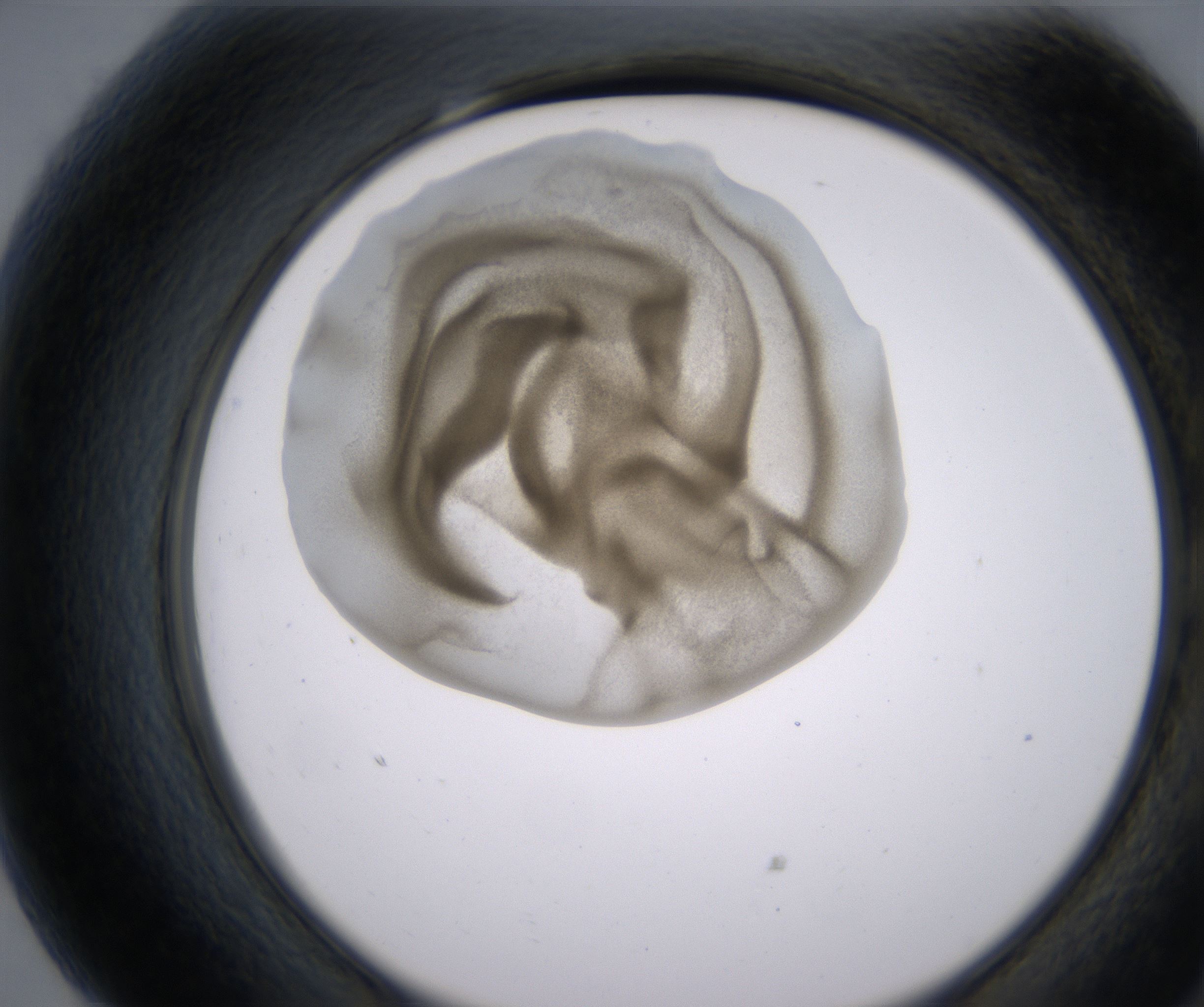 G7_HighResolution_Precipitate_2.jpg