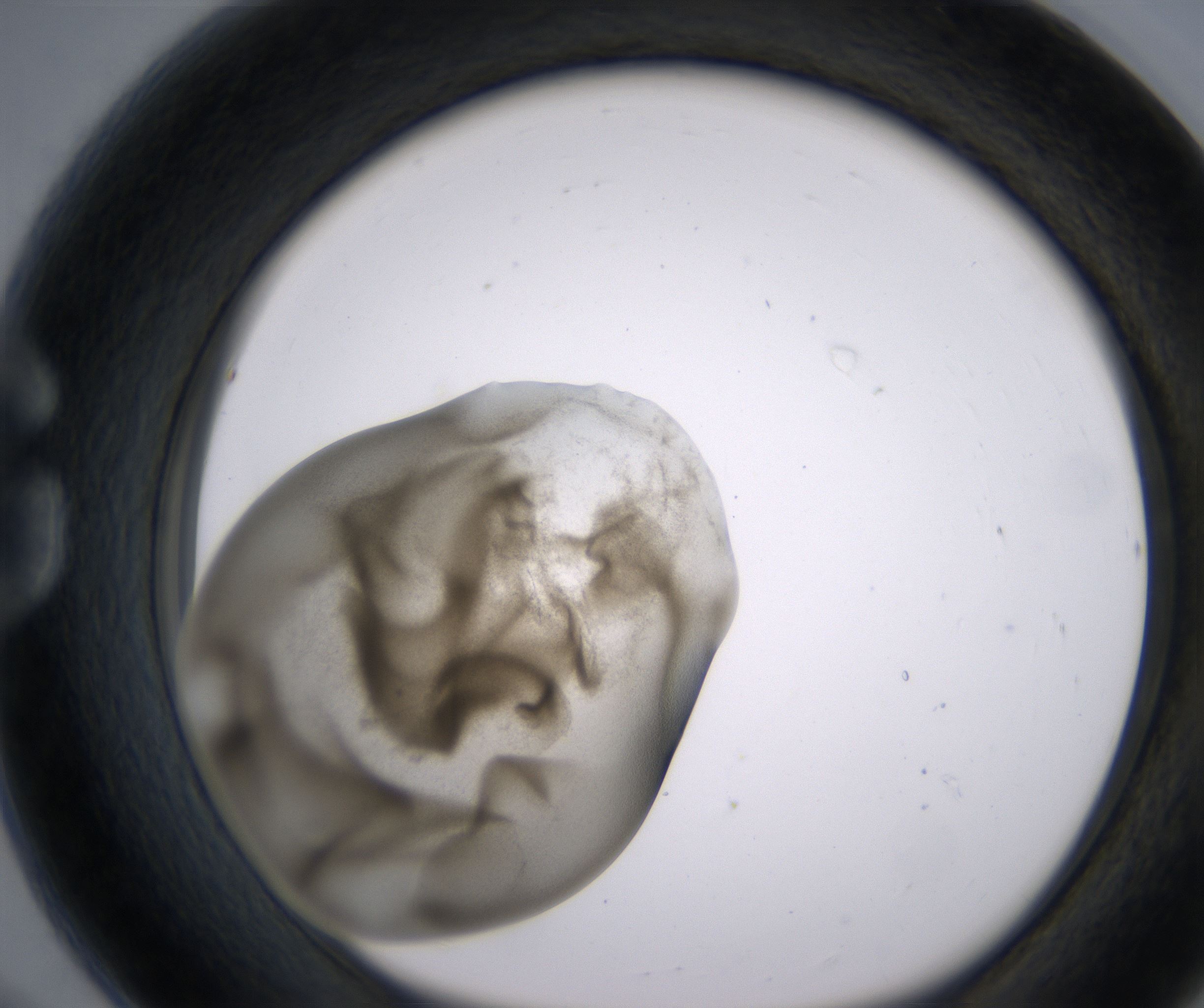 G8_HighResolution_Precipitate_1.jpg