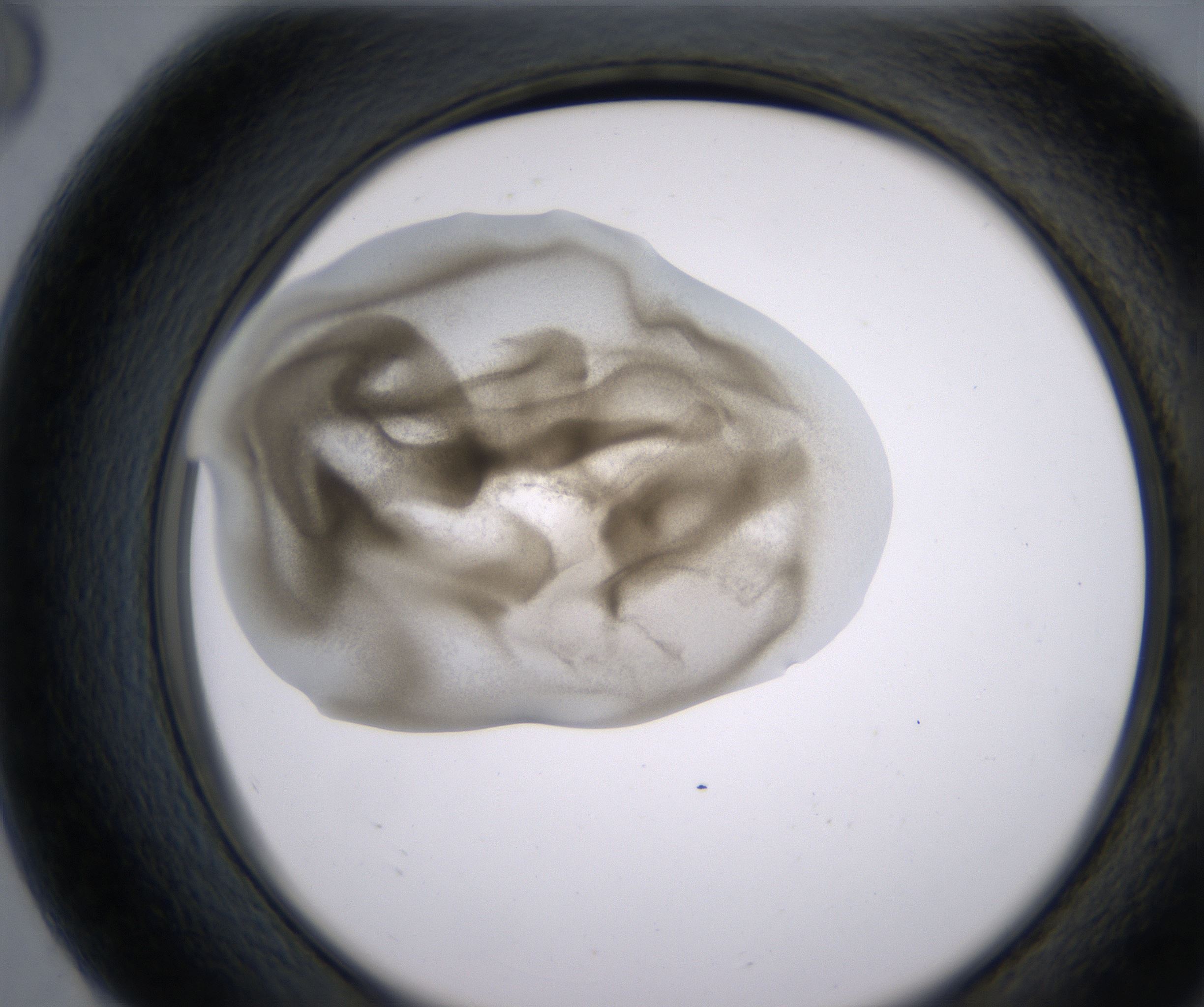 G8_HighResolution_Precipitate_2.jpg