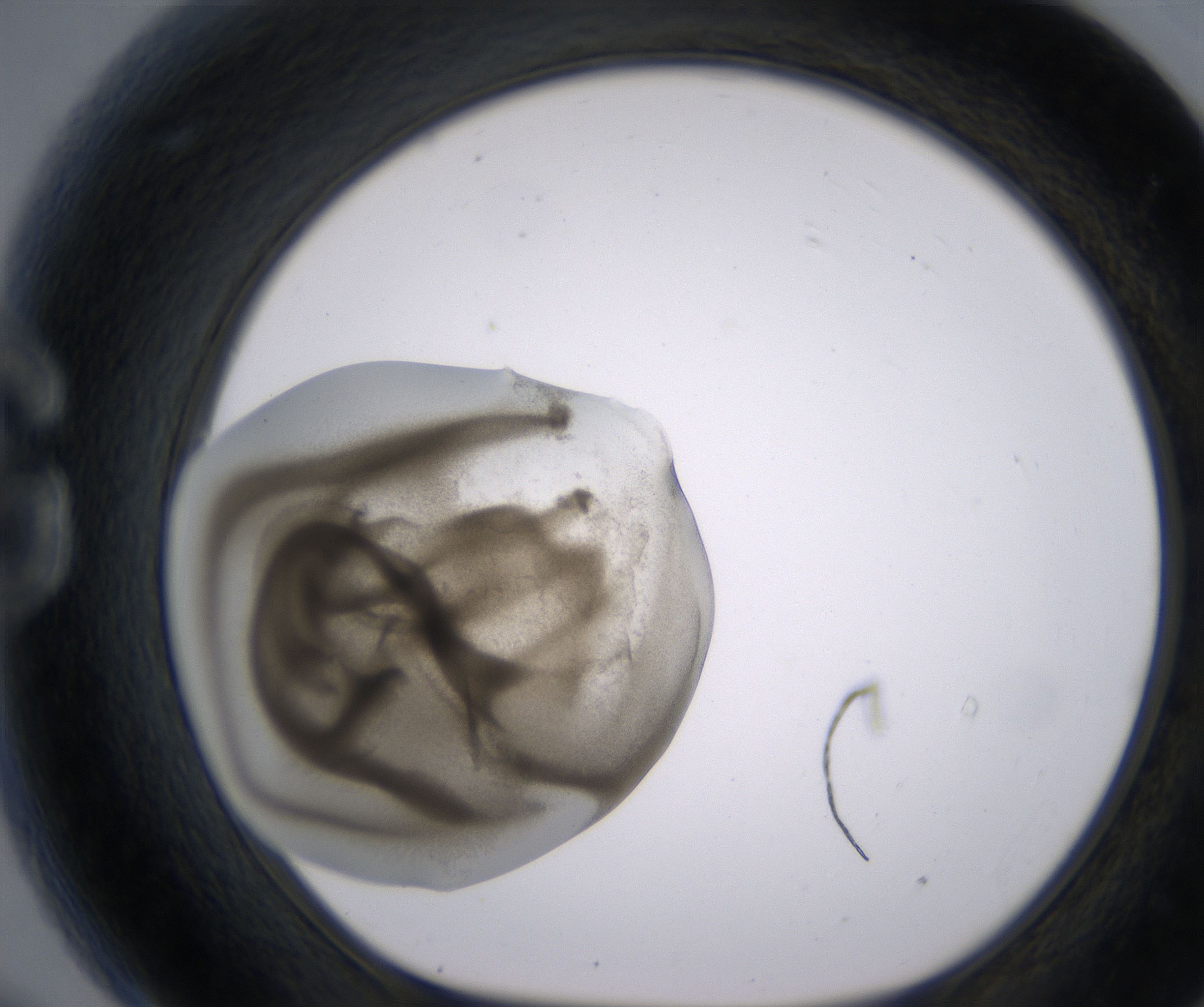 G9_HighResolution_Precipitate_1.jpg