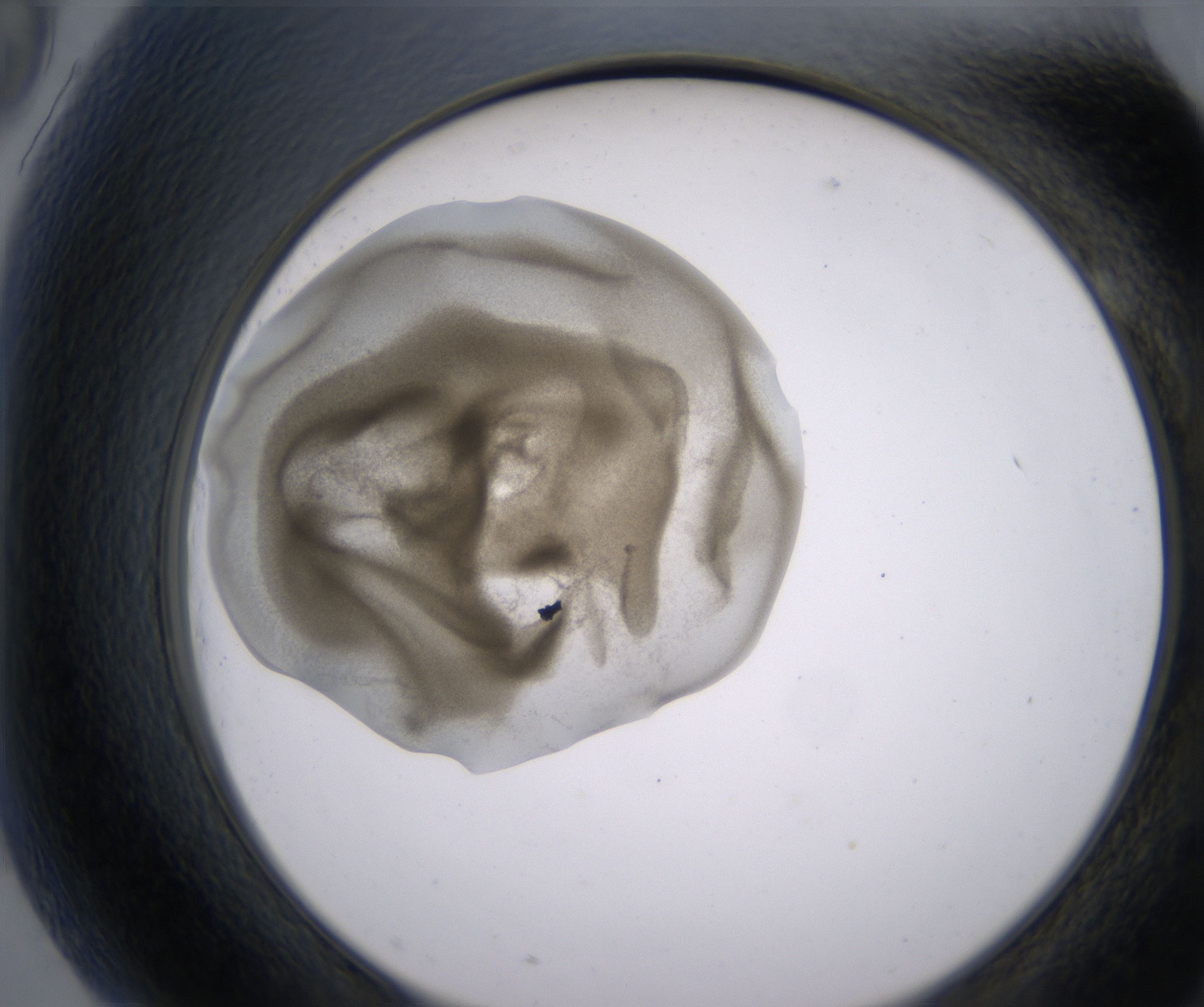 G9_HighResolution_Precipitate_2.jpg
