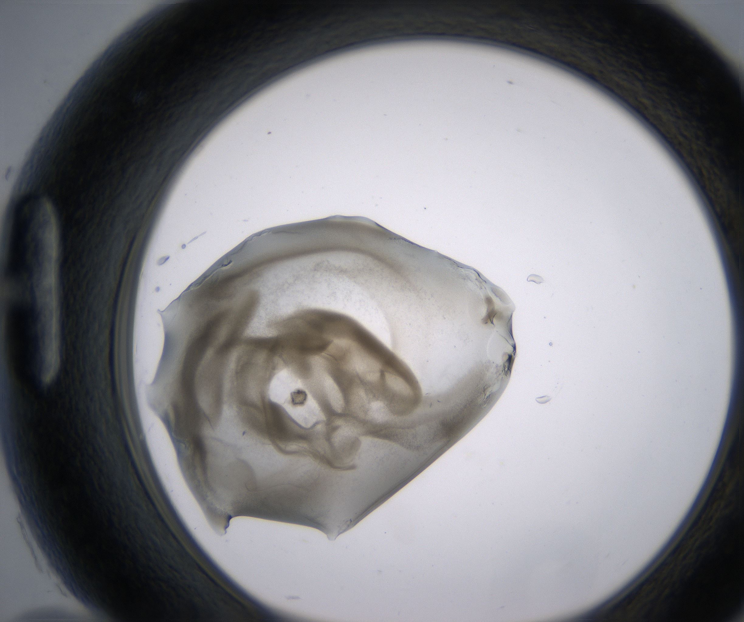 H10_HighResolution_Precipitate_1.jpg