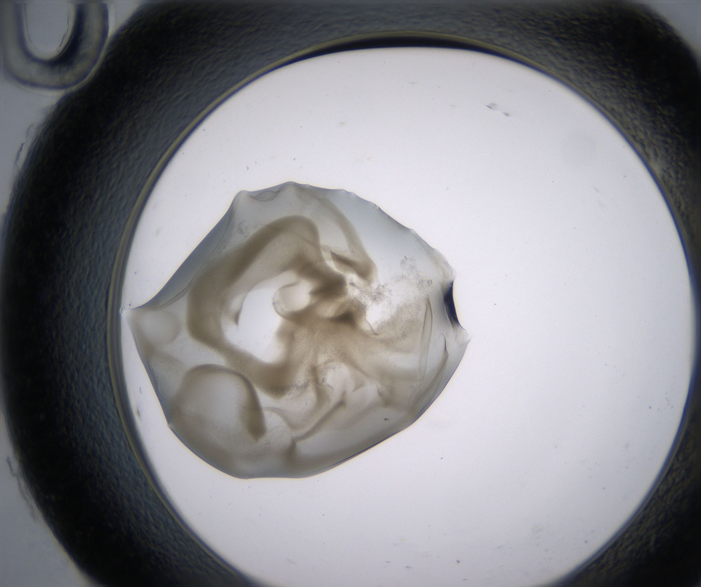H10_HighResolution_Precipitate_2.jpg