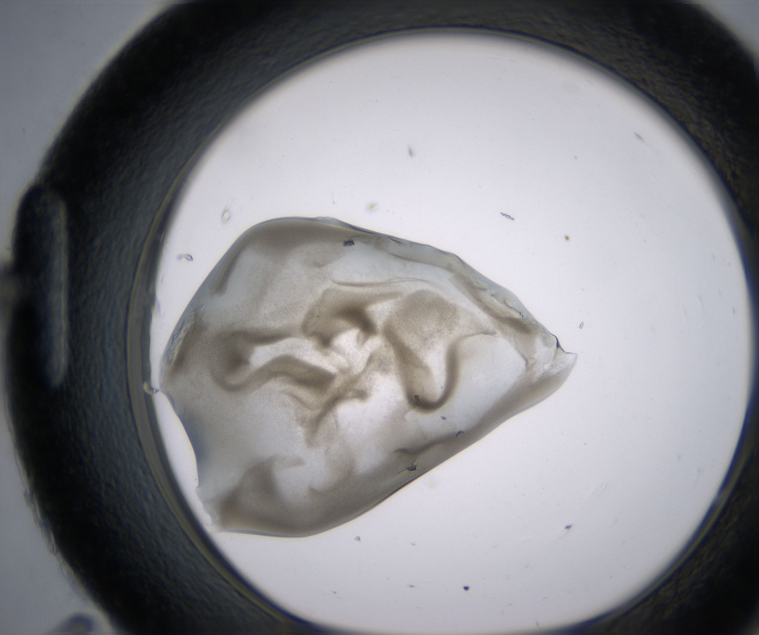 H11_HighResolution_Precipitate_1.jpg