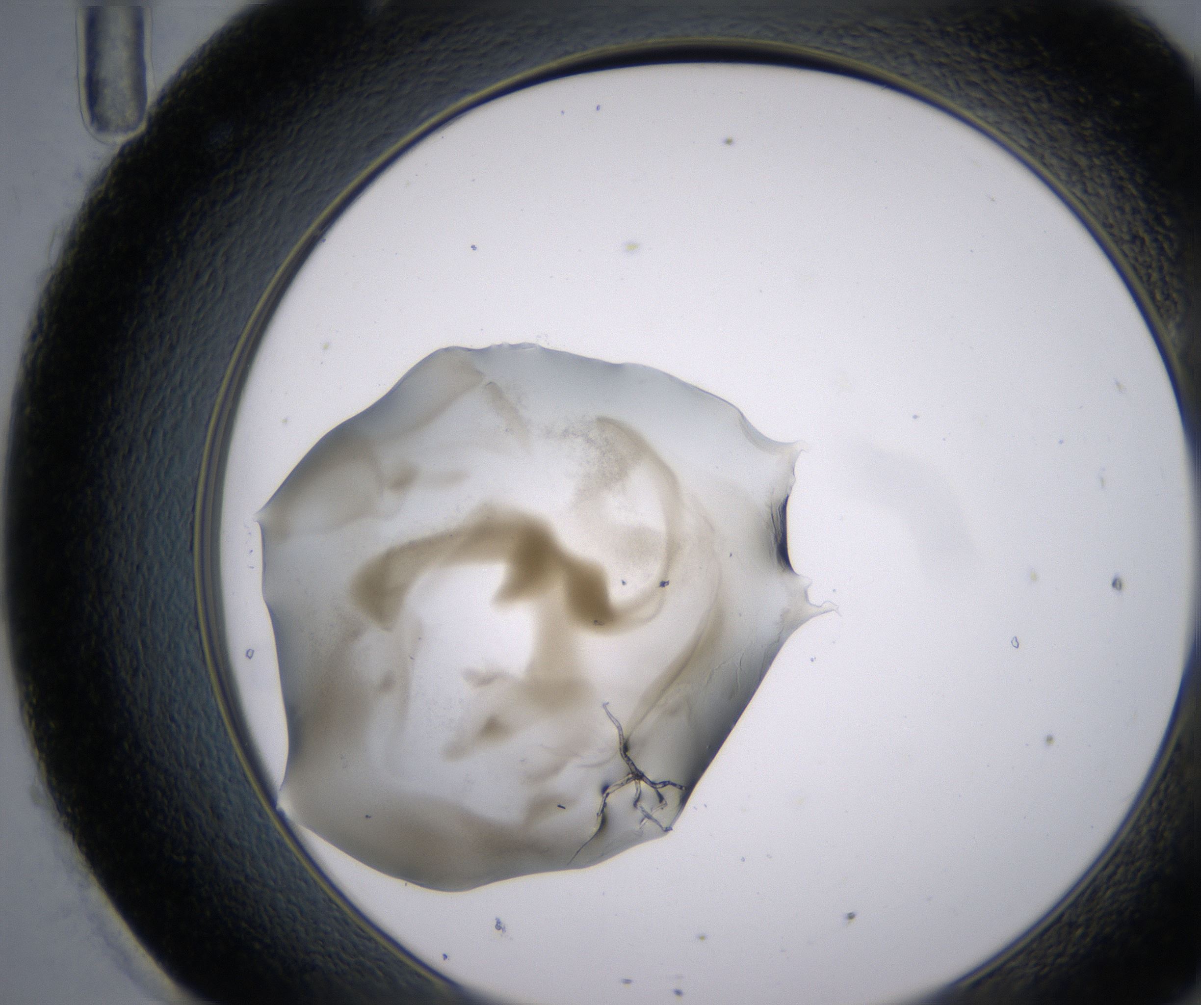 H11_HighResolution_Precipitate_2.jpg