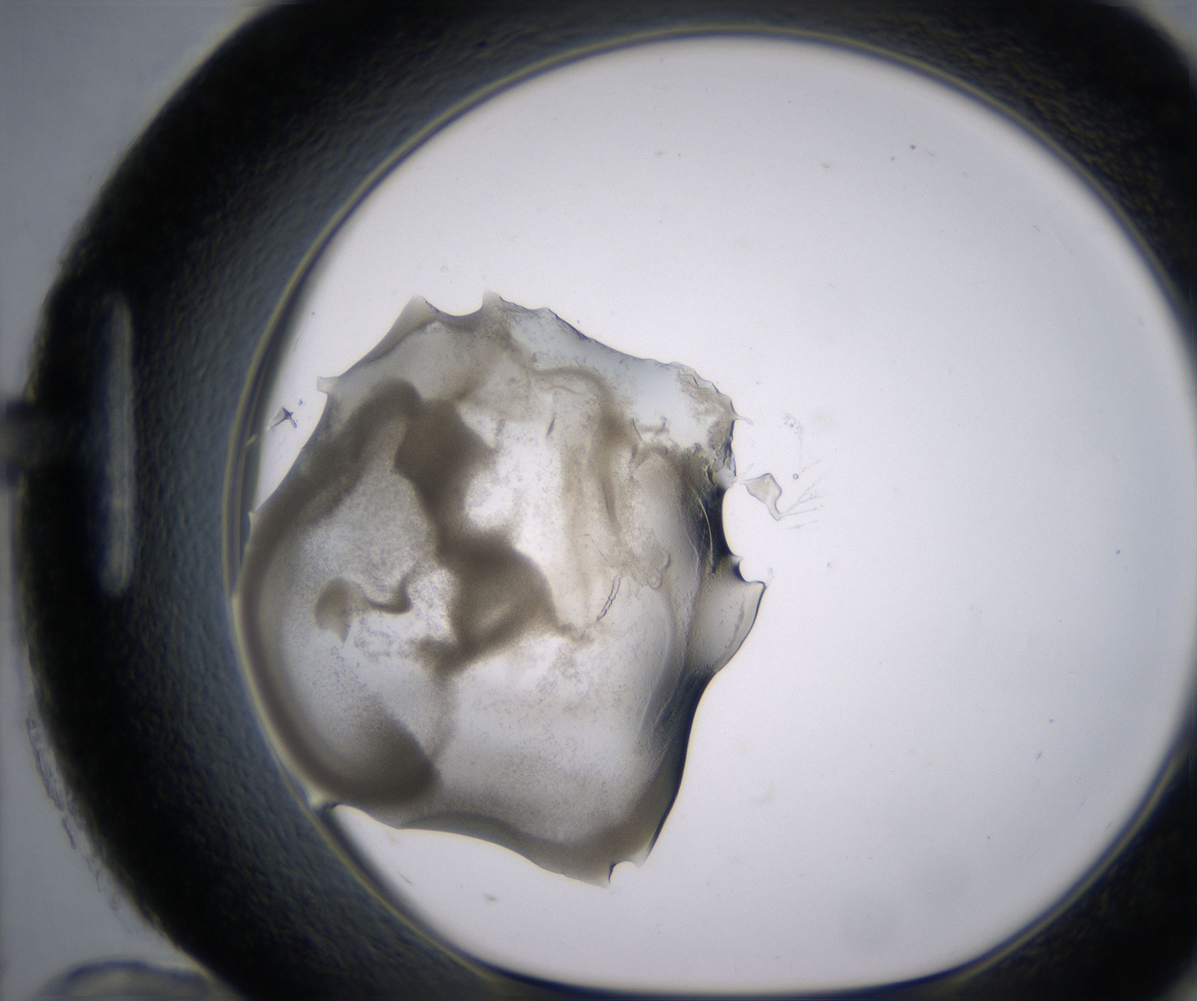 H12_HighResolution_Precipitate_1.jpg