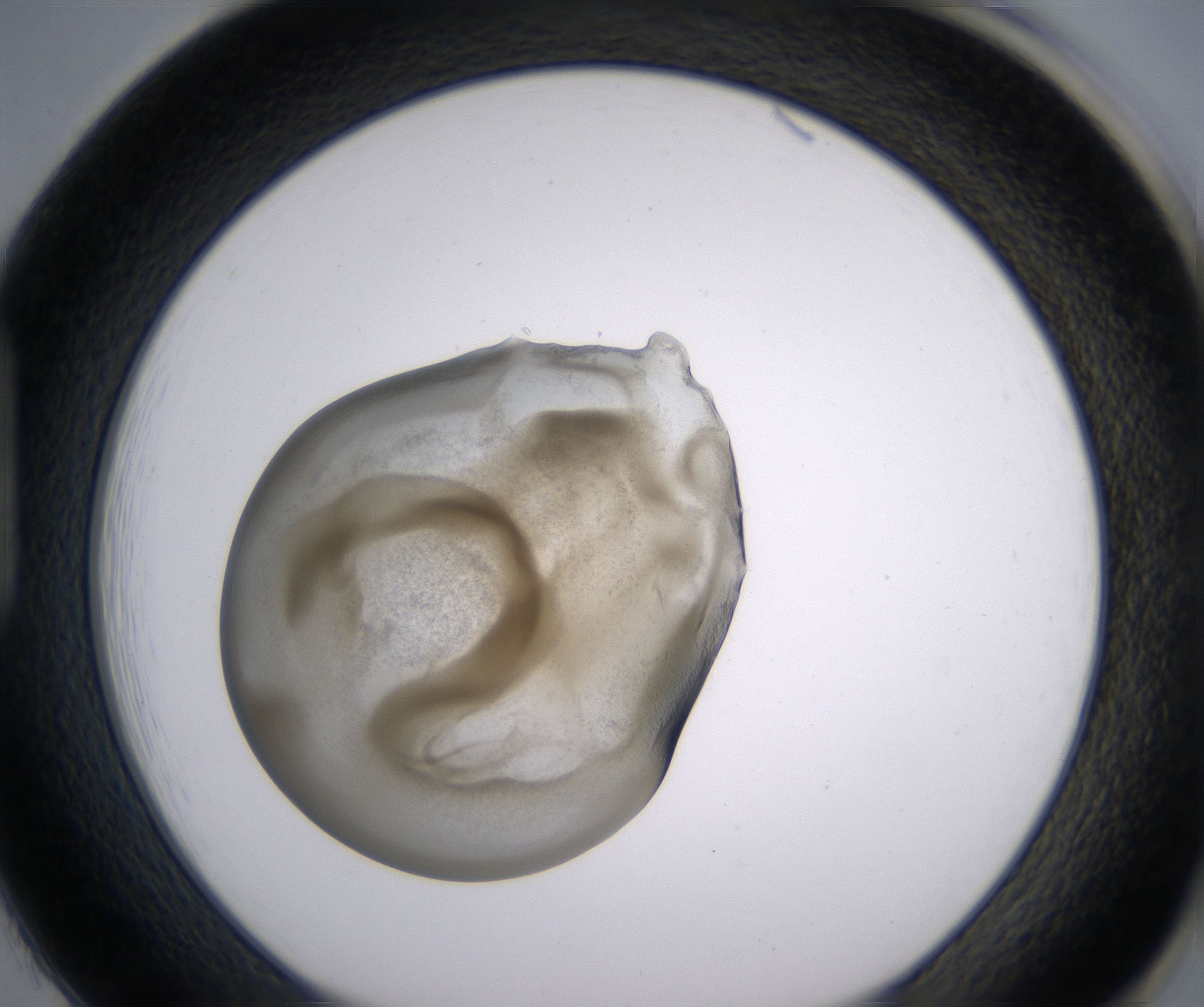 H1_HighResolution_Precipitate_1.jpg
