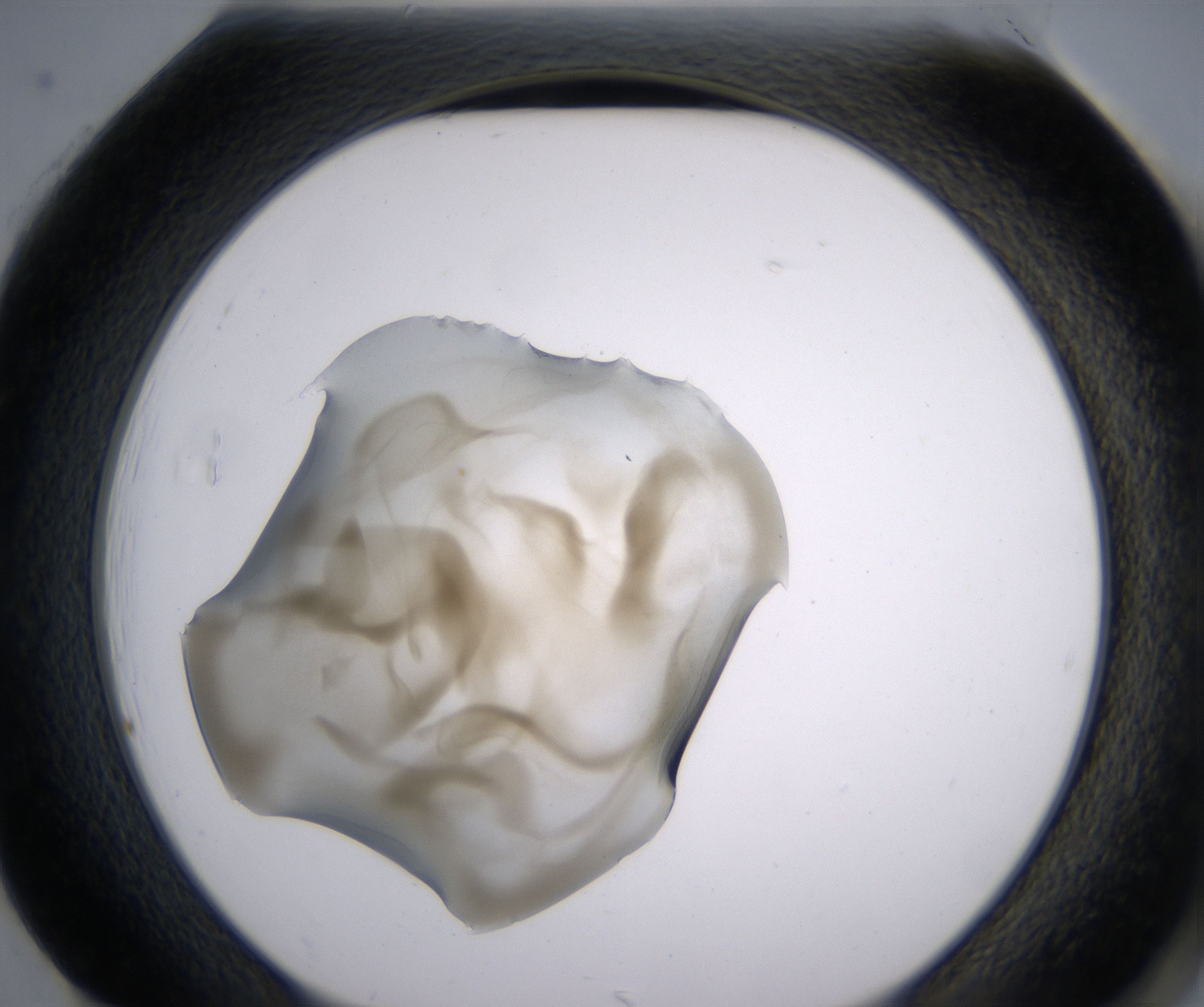 H1_HighResolution_Precipitate_2.jpg