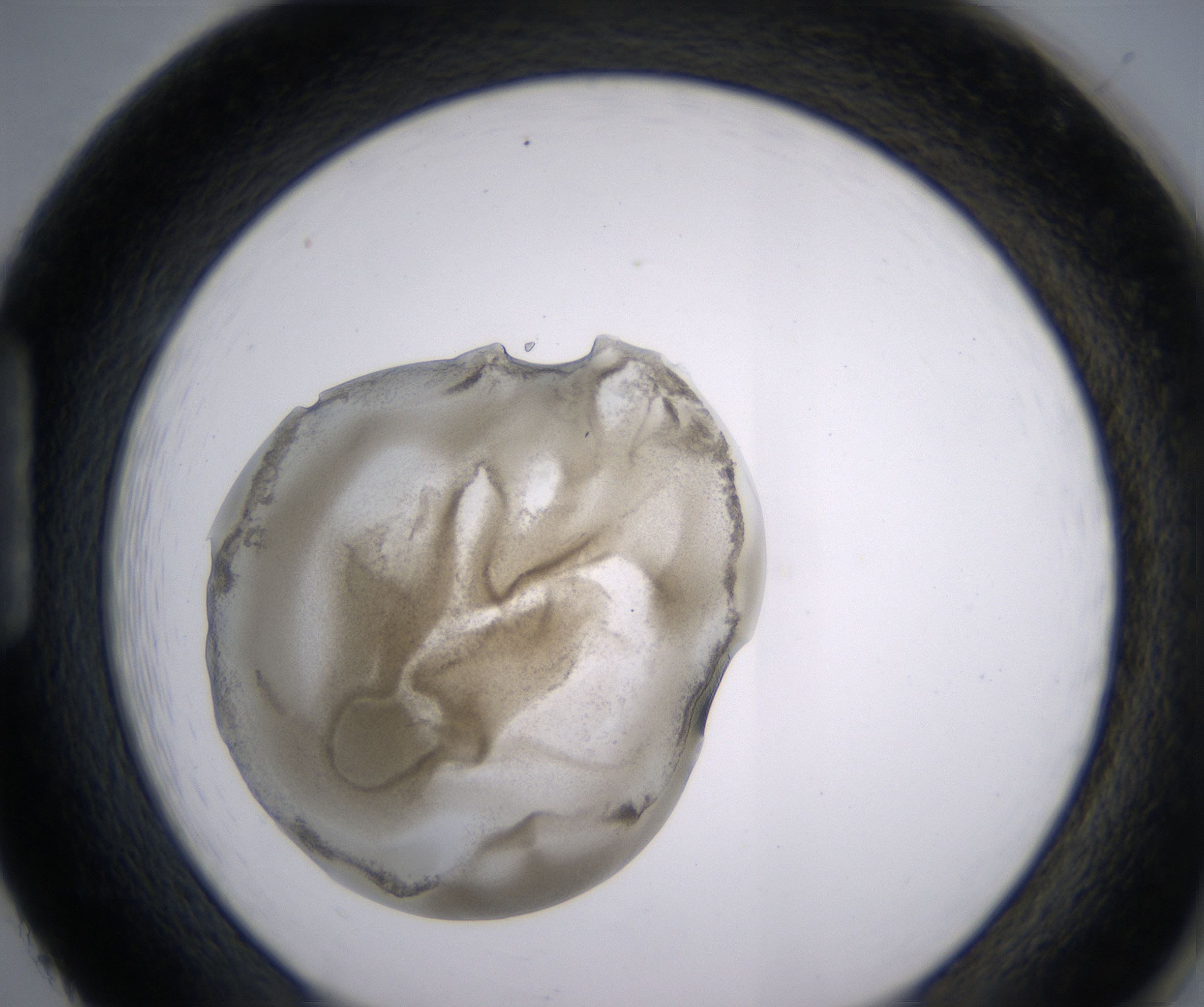 H2_HighResolution_Precipitate_1.jpg