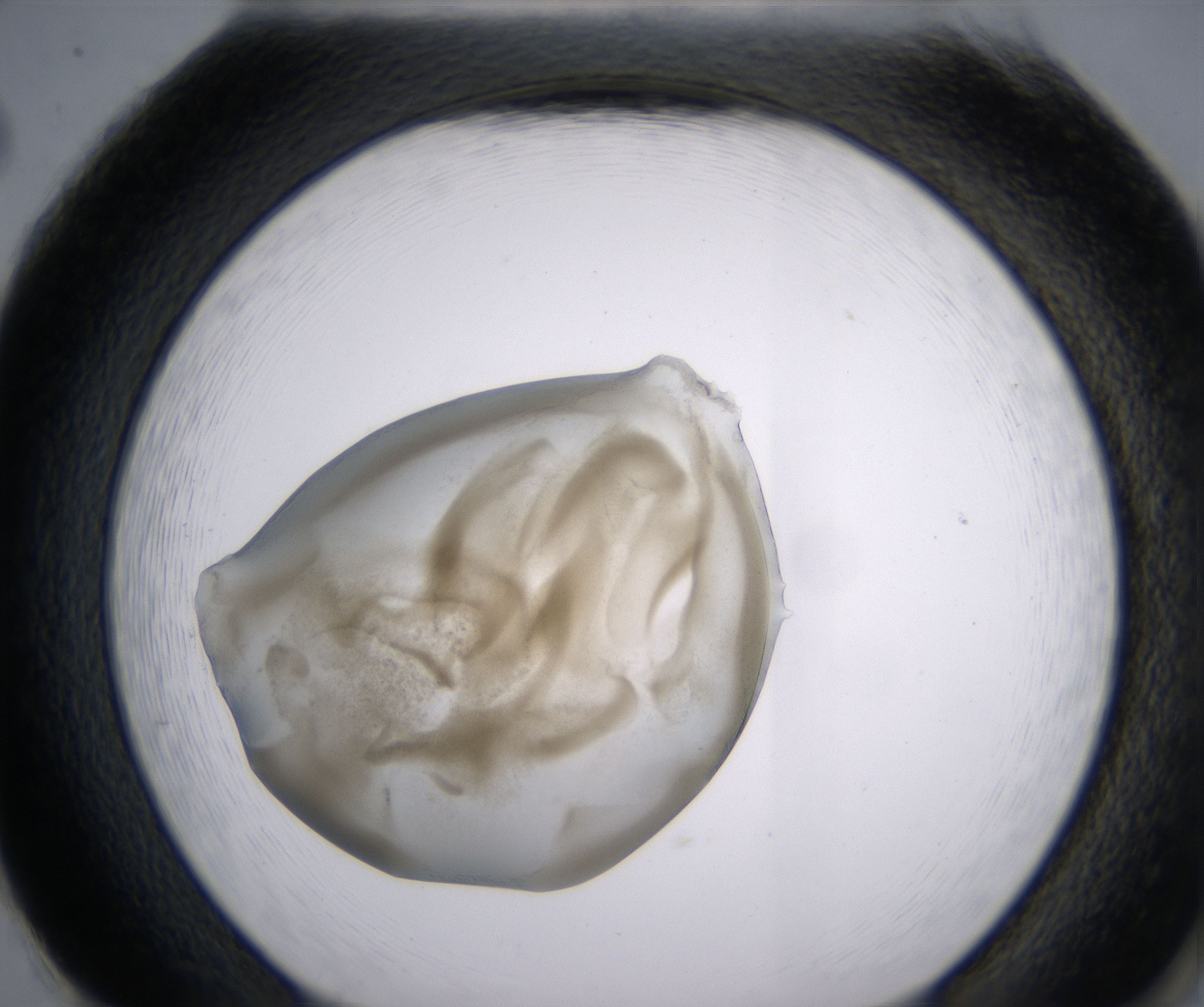 H2_HighResolution_Precipitate_2.jpg