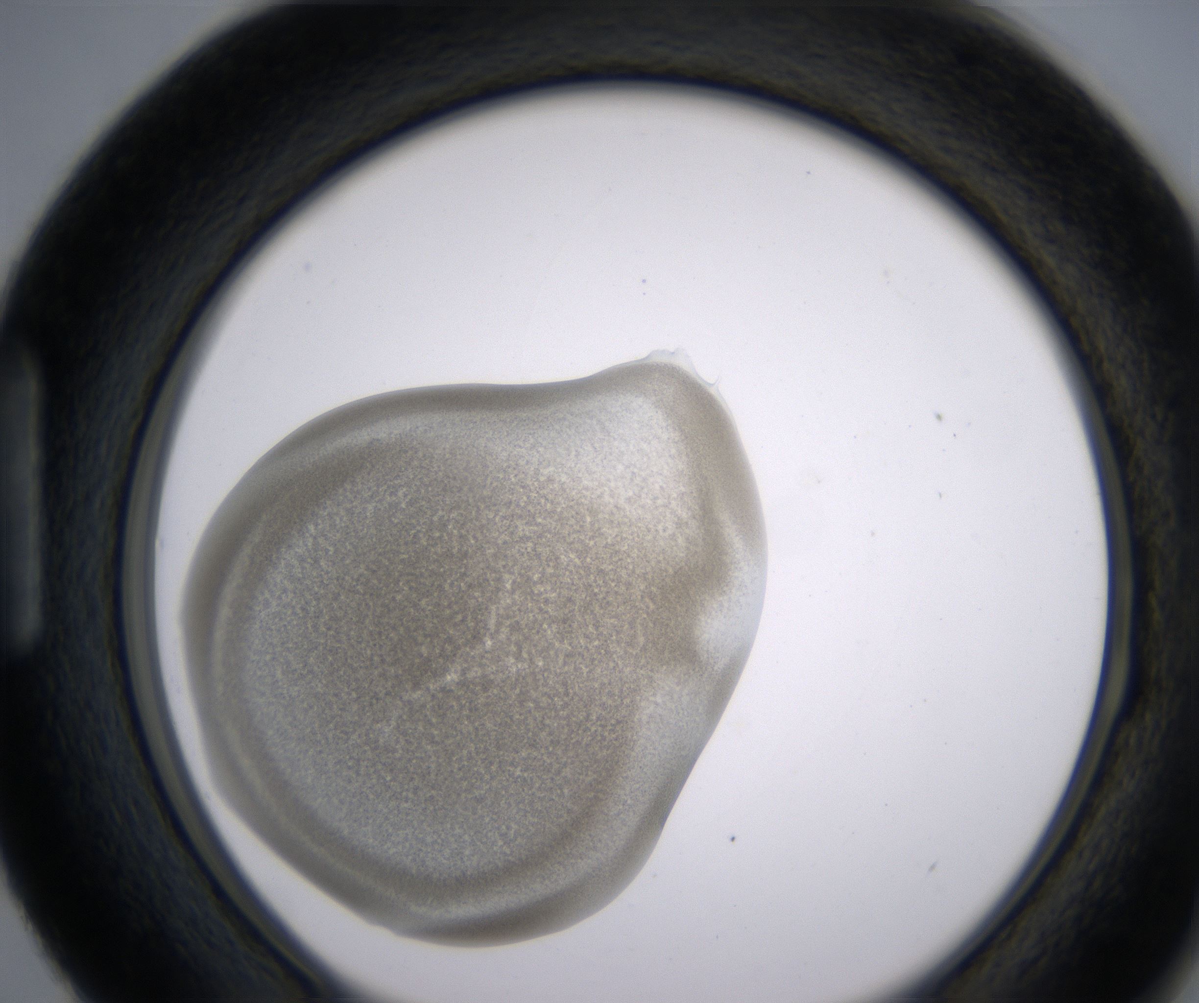 H3_HighResolution_Precipitate_1.jpg
