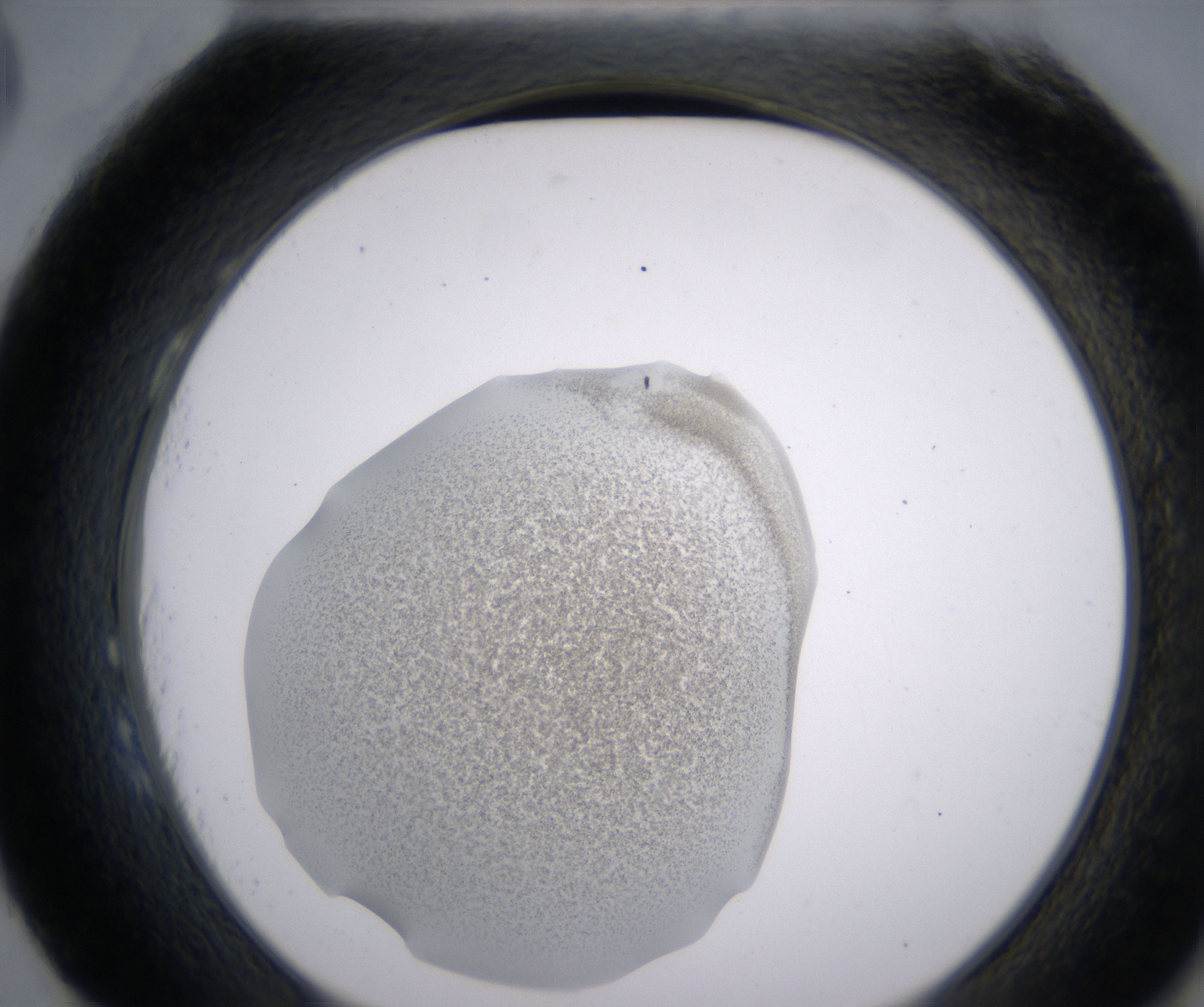 H3_HighResolution_Precipitate_2.jpg
