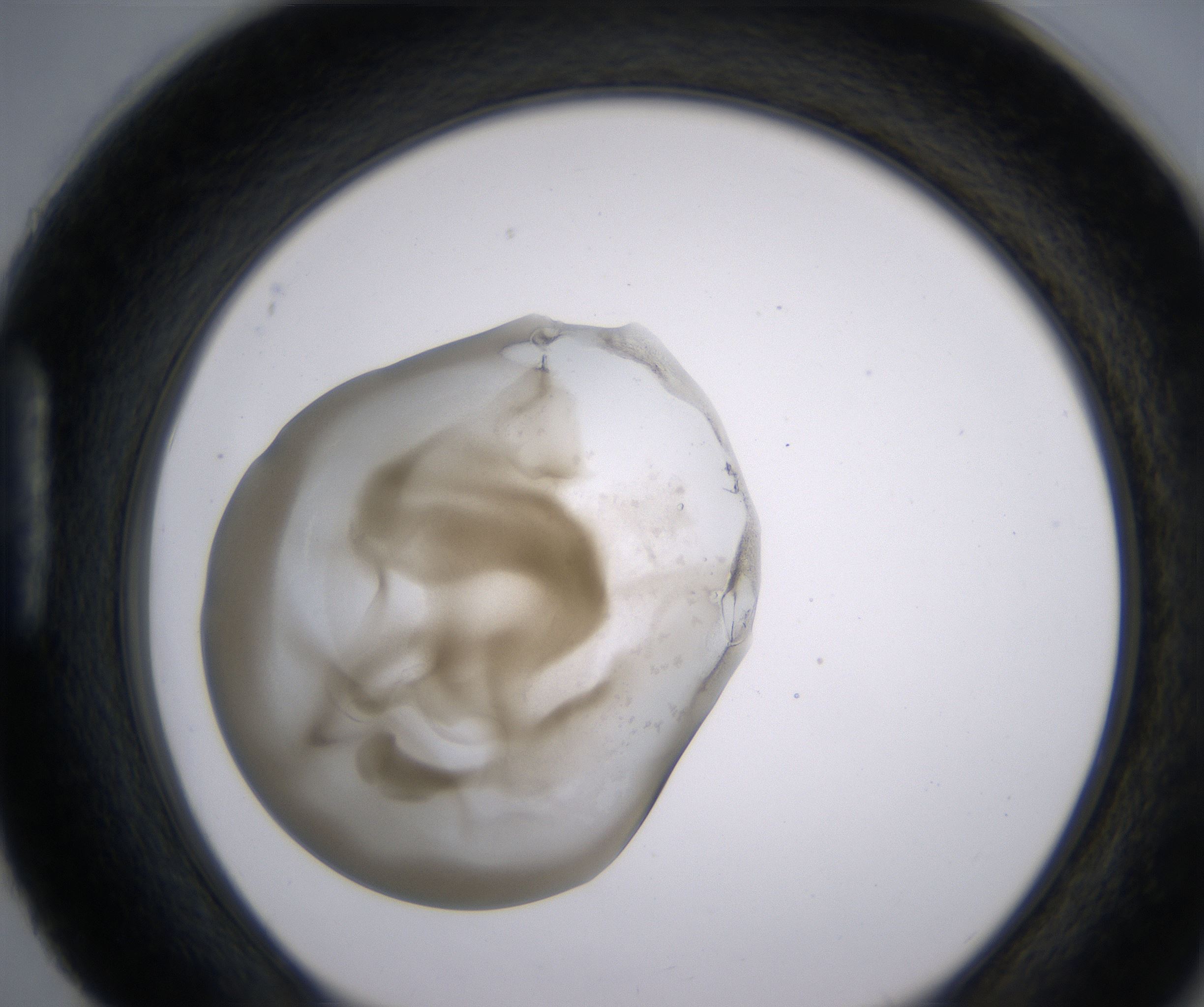 H4_HighResolution_Precipitate_1.jpg