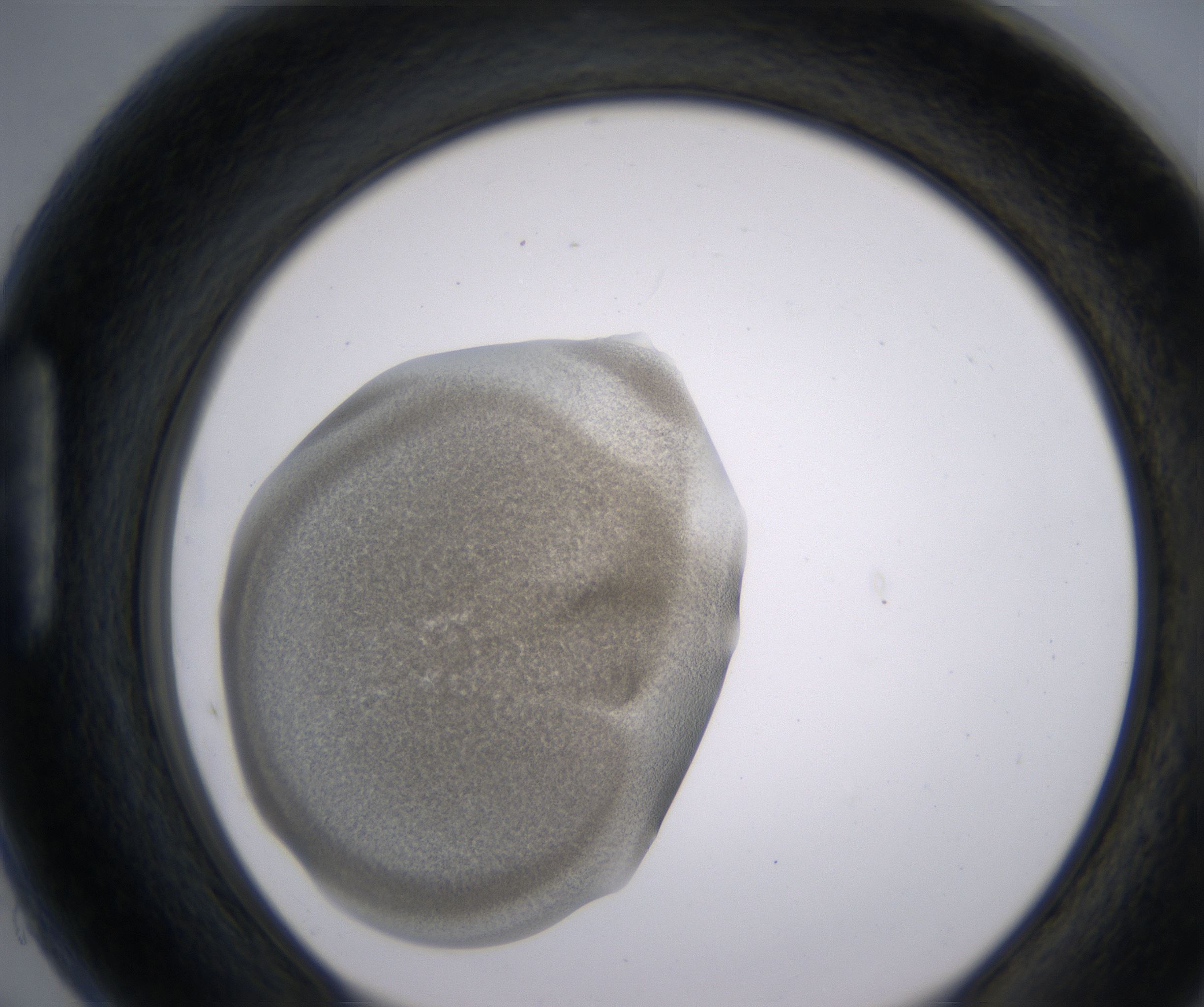 H5_HighResolution_Precipitate_1.jpg