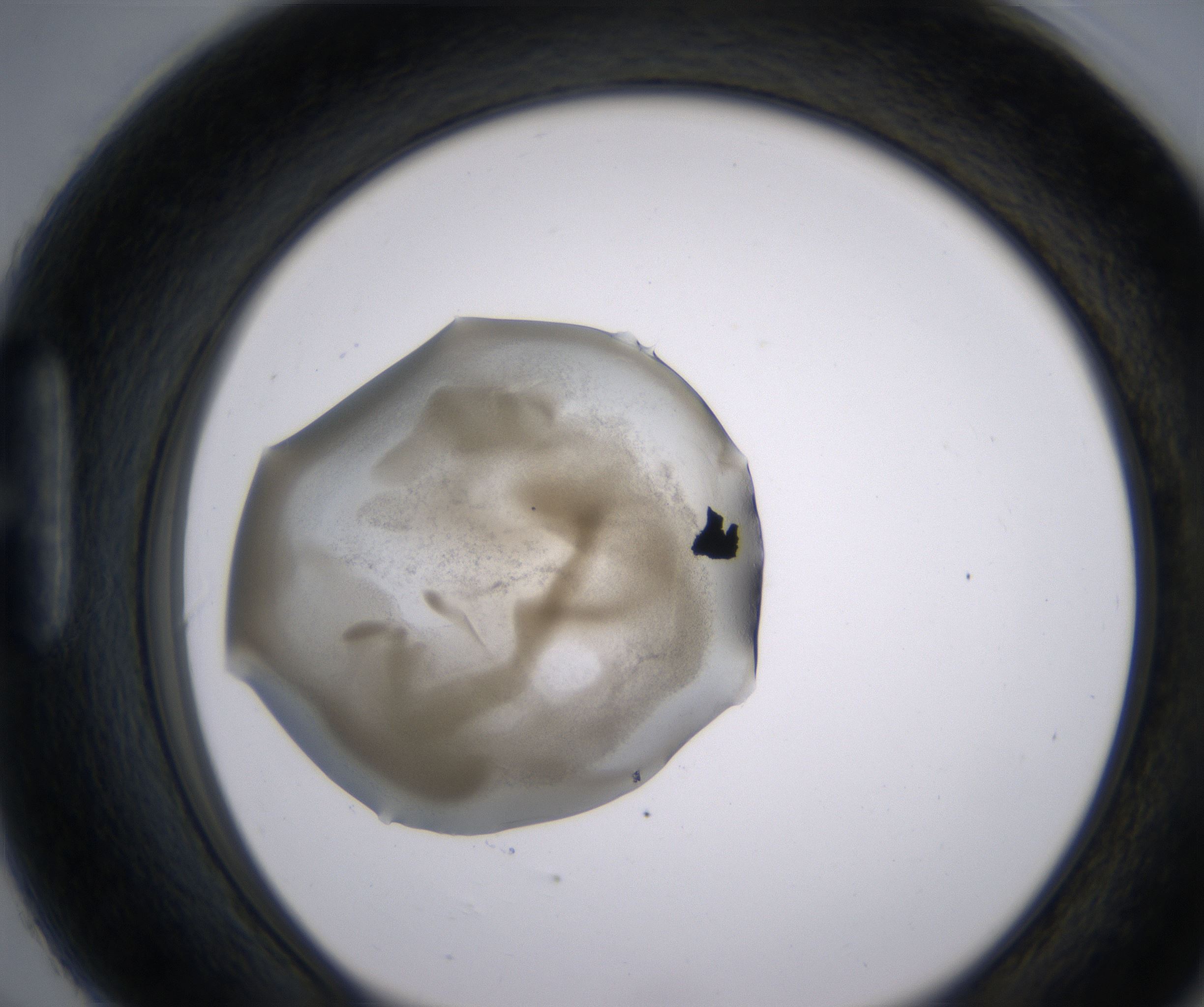 H6_HighResolution_Precipitate_1.jpg