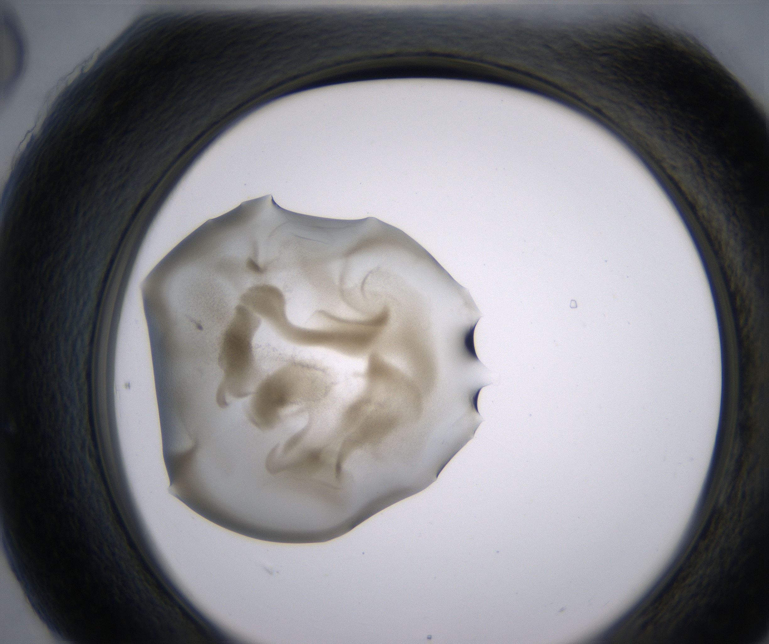 H6_HighResolution_Precipitate_2.jpg