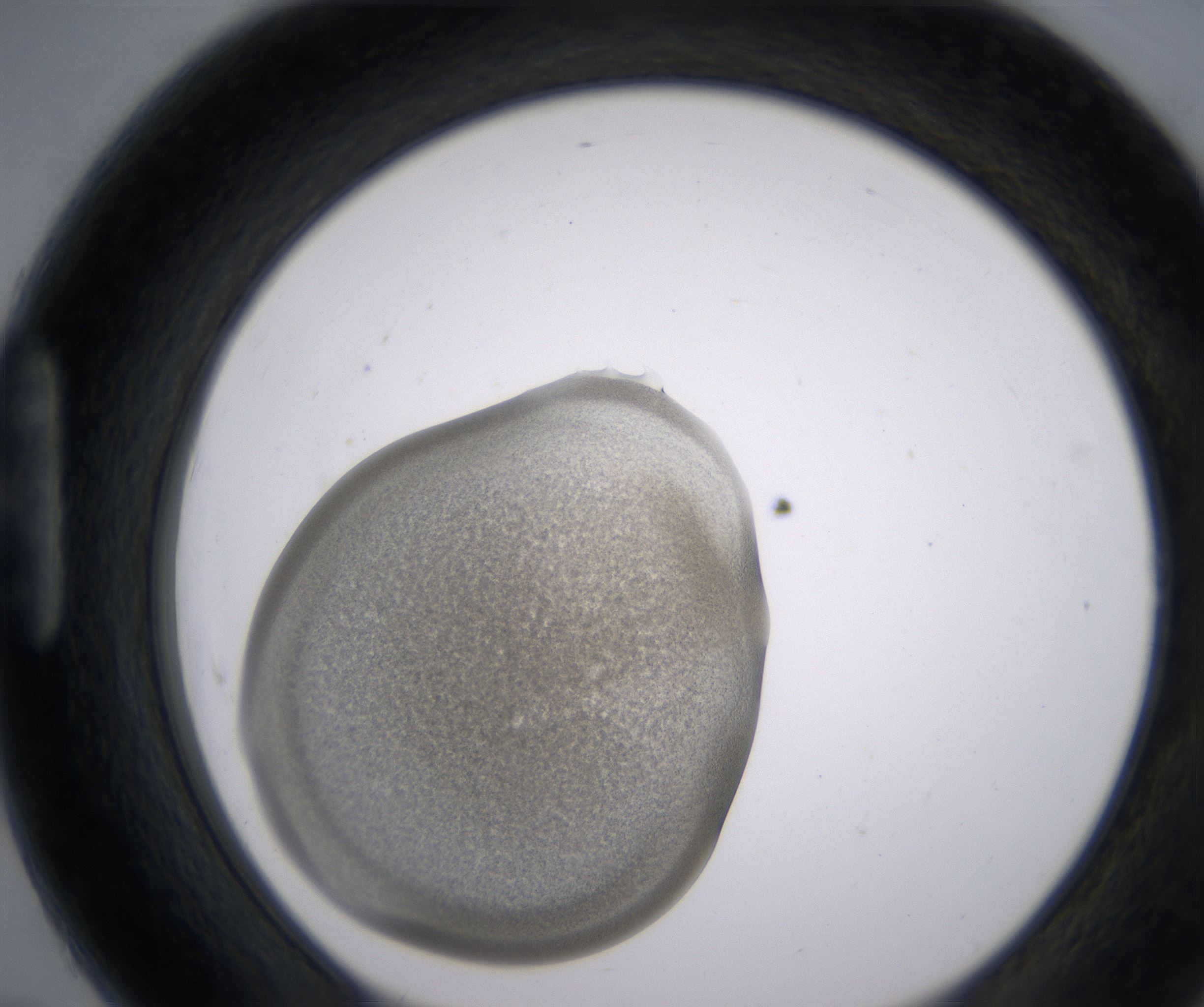 H7_HighResolution_Precipitate_1.jpg