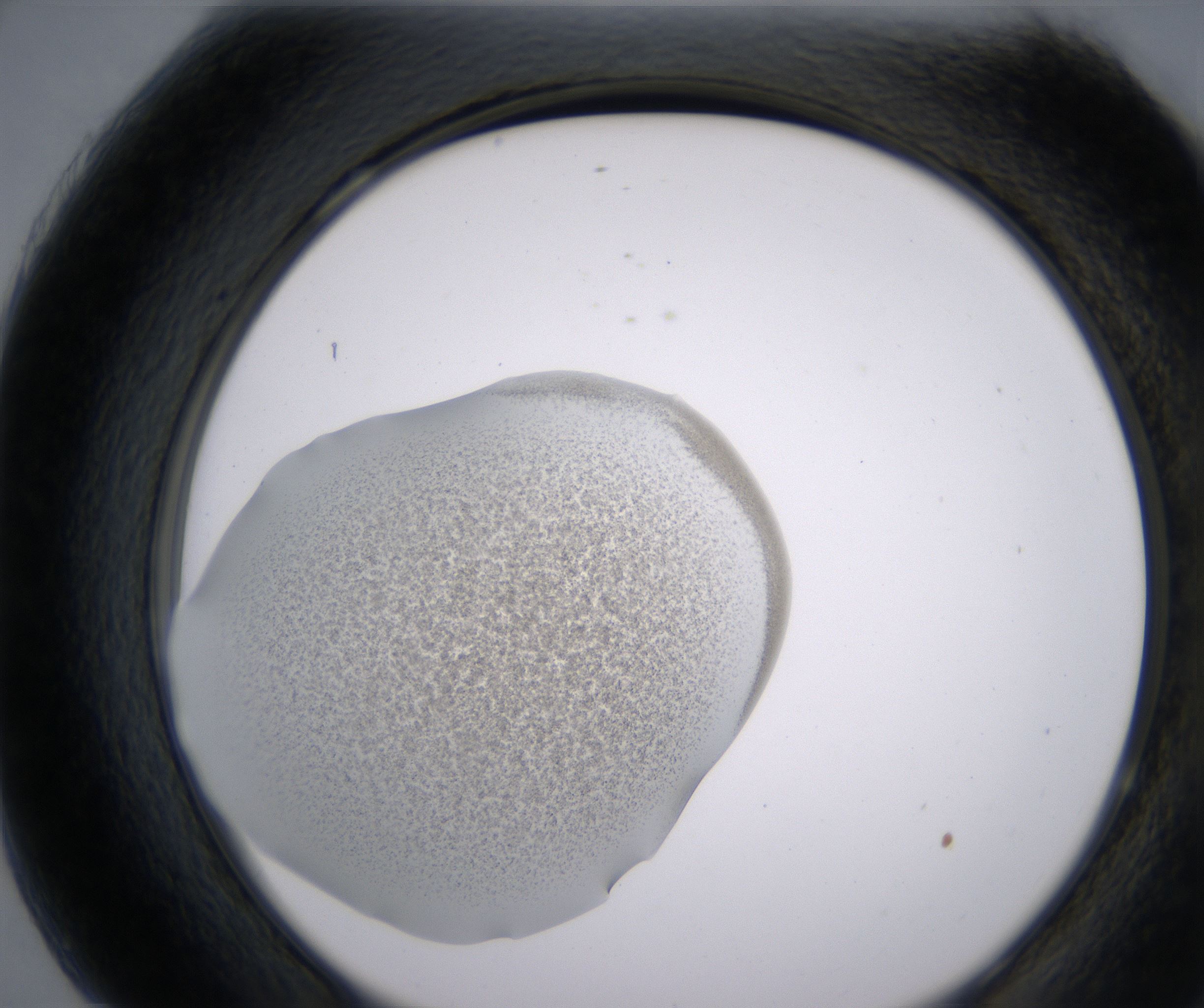 H7_HighResolution_Precipitate_2.jpg