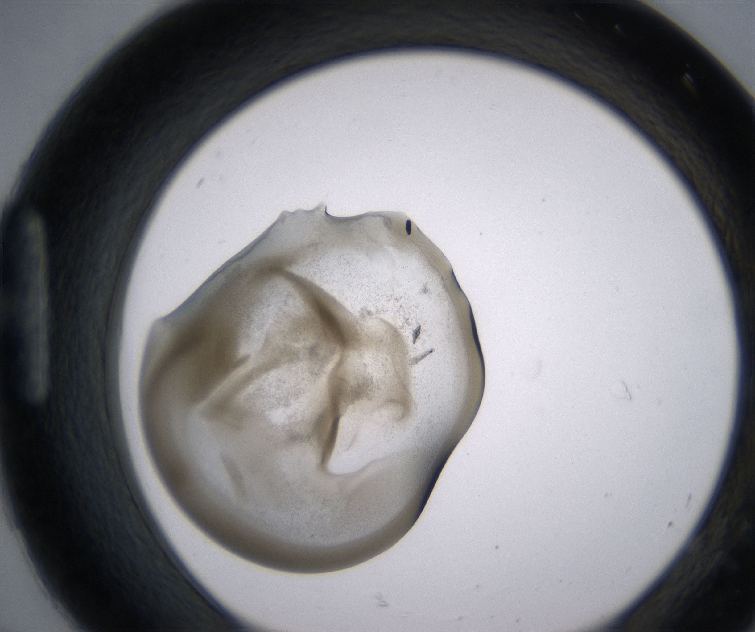 H8_HighResolution_Precipitate_1.jpg