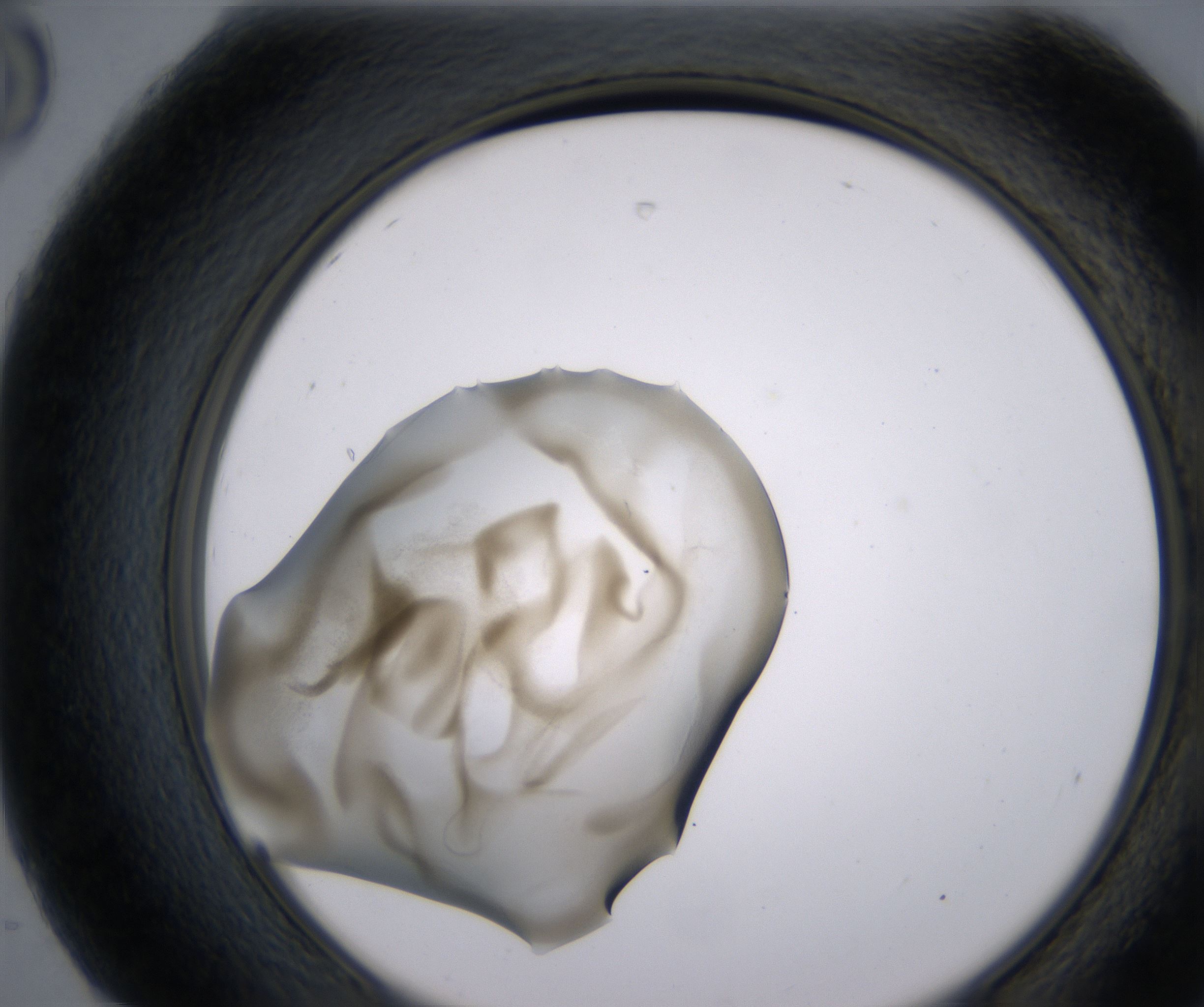 H8_HighResolution_Precipitate_2.jpg