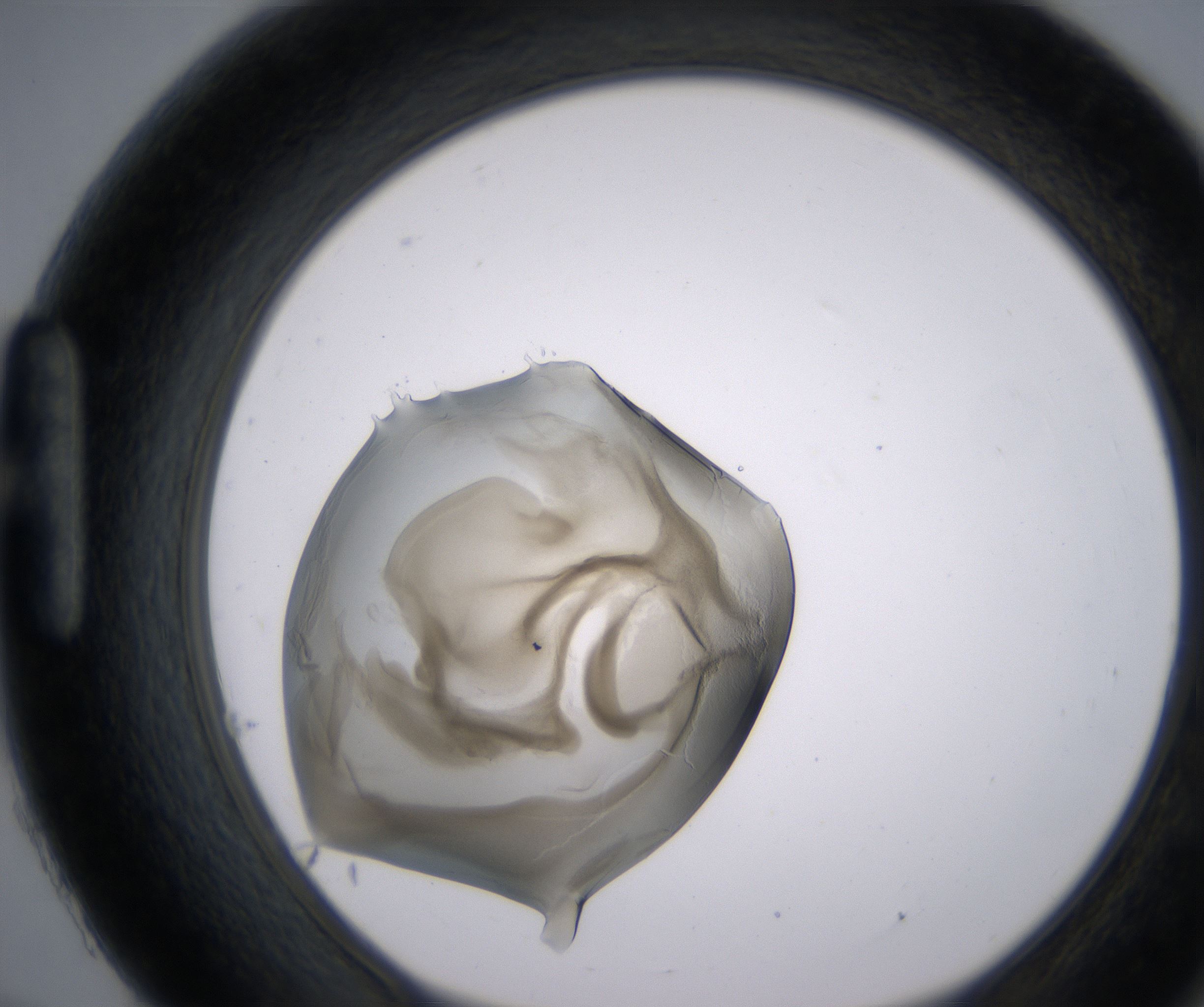 H9_HighResolution_Precipitate_1.jpg
