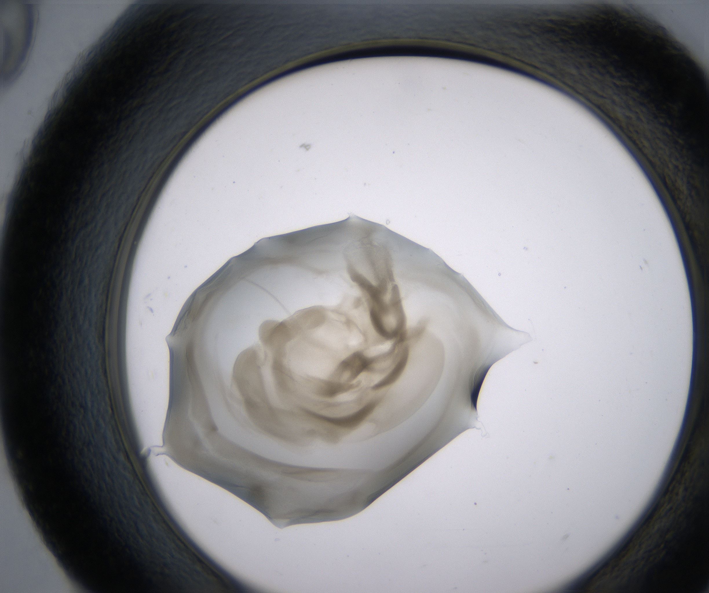 H9_HighResolution_Precipitate_2.jpg