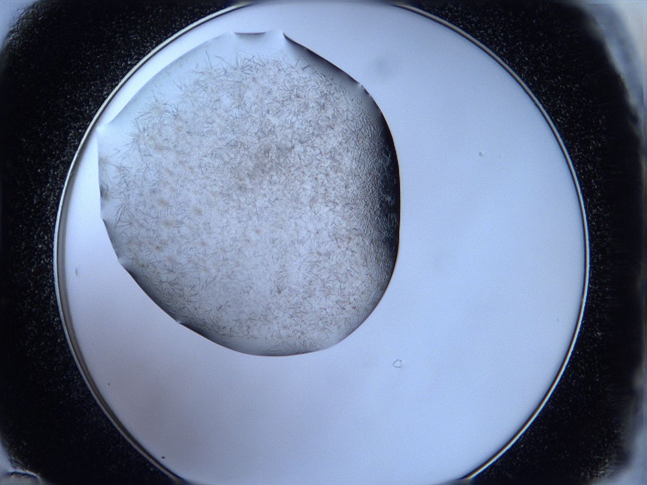 05kc_D12_ImagerDefaults_6.jpg