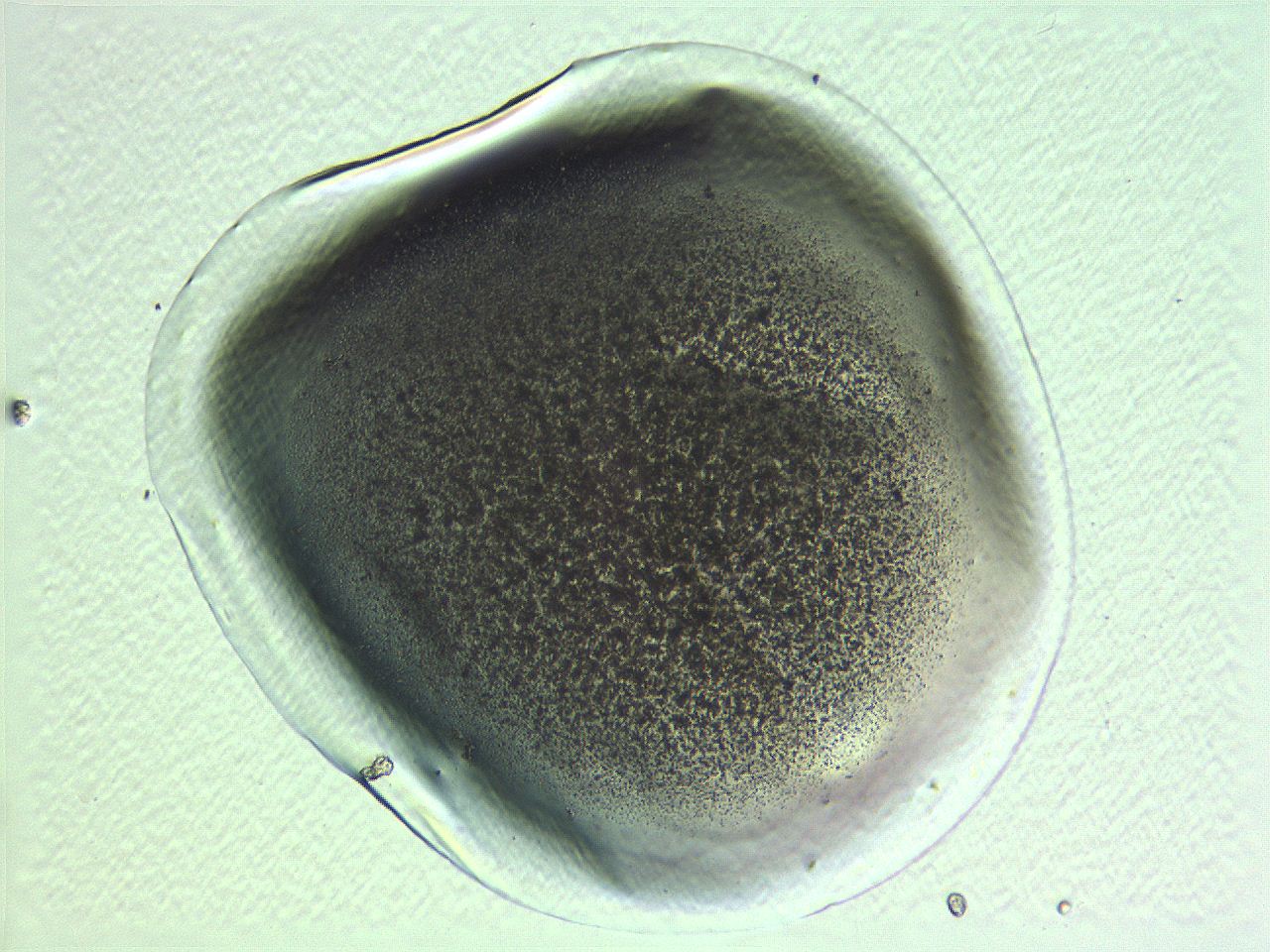 05l0_G11_ImagerDefaults_3.jpg