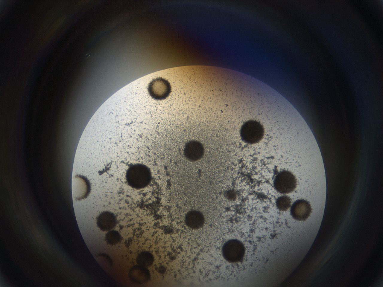 05od_A4_ImagerDefaults_6.jpg