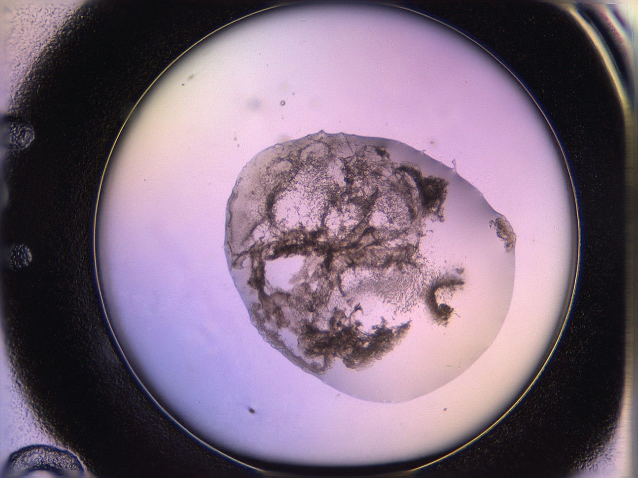 05qh_E10_ImagerDefaults_3.jpg