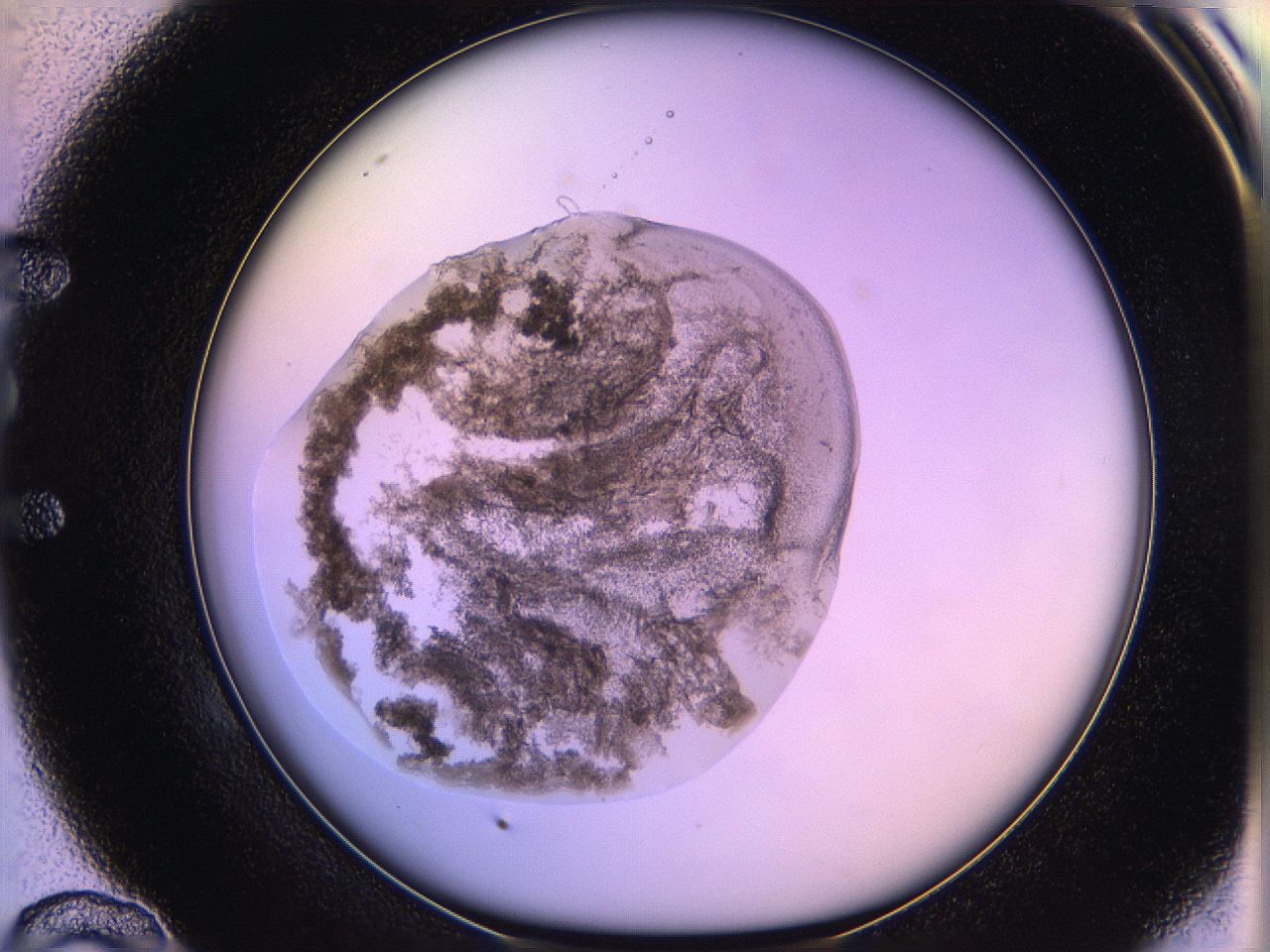 05ql_E10_ImagerDefaults_3.jpg