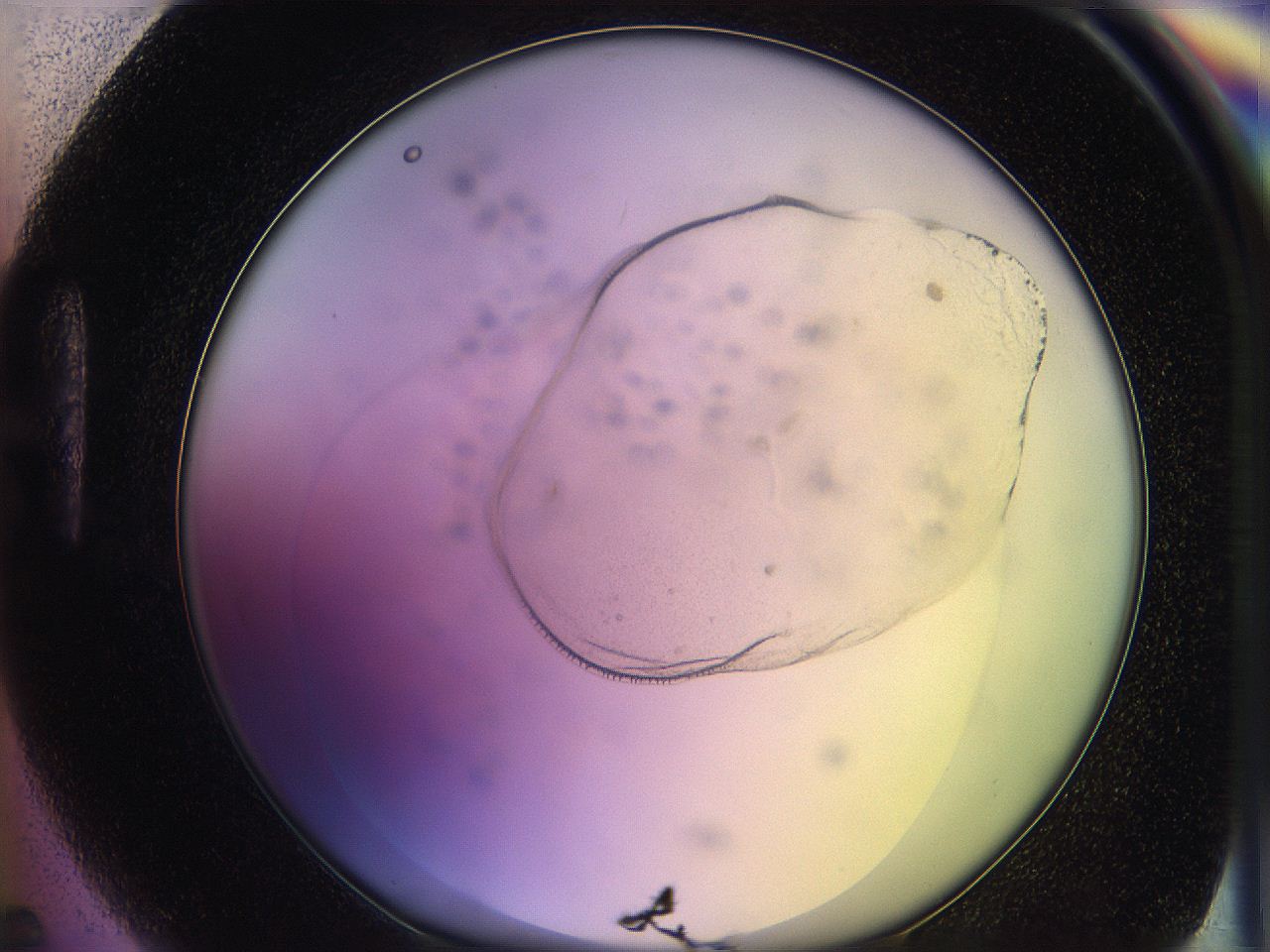 05ql_H5_ImagerDefaults_1.jpg