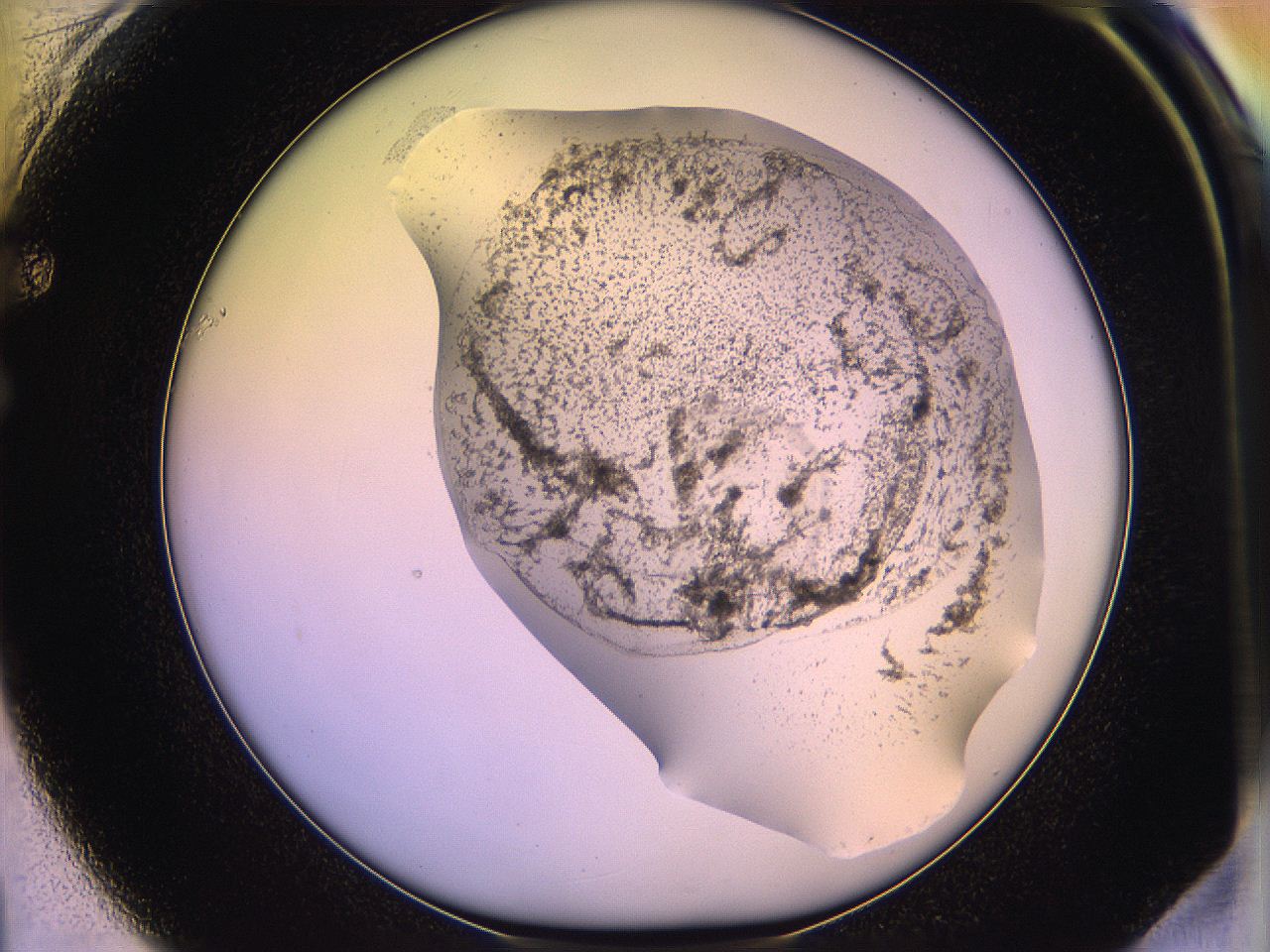 05qm_F1_ImagerDefaults_3.jpg